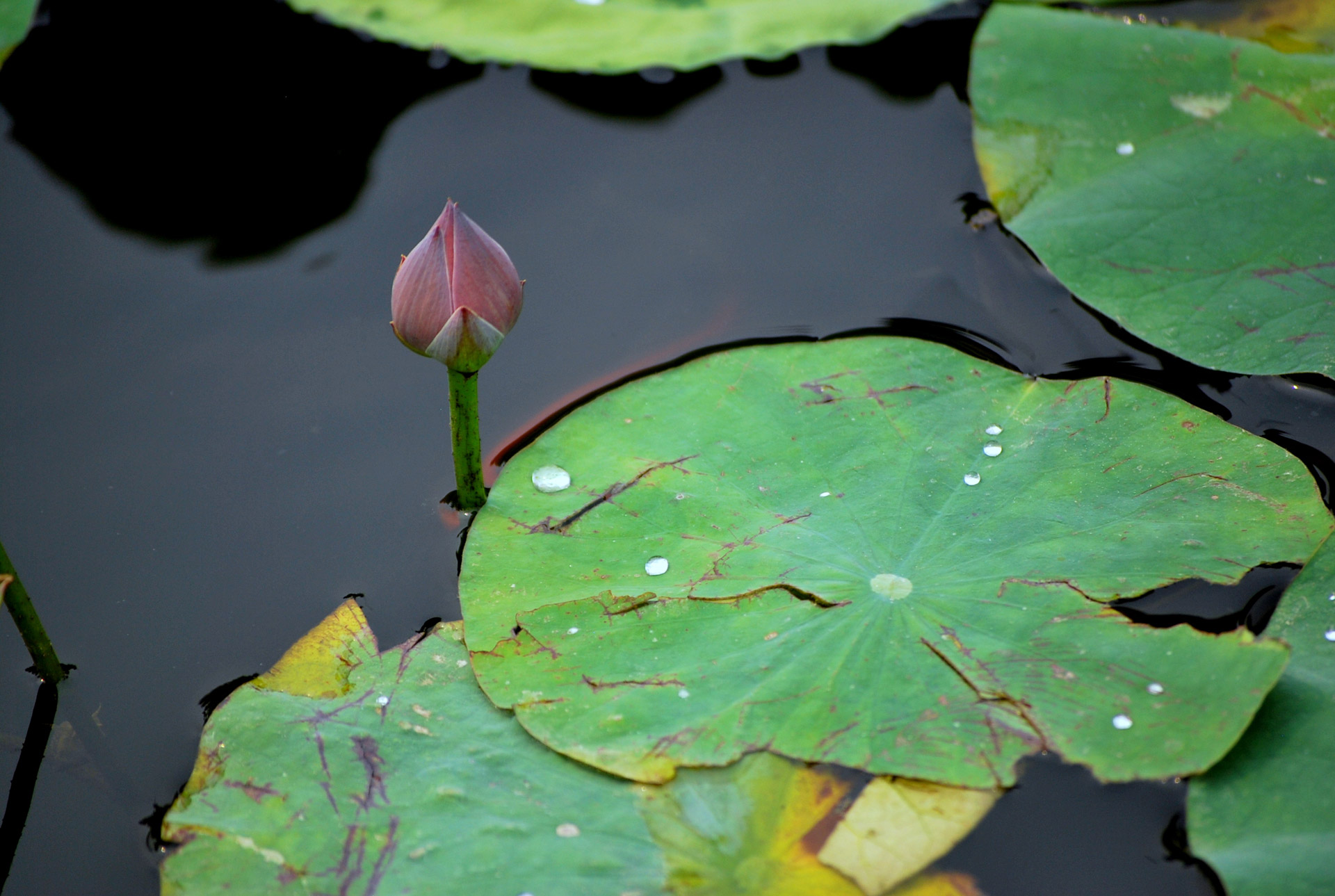 Lily Pad Free Stock Photo - Public Domain Pictures