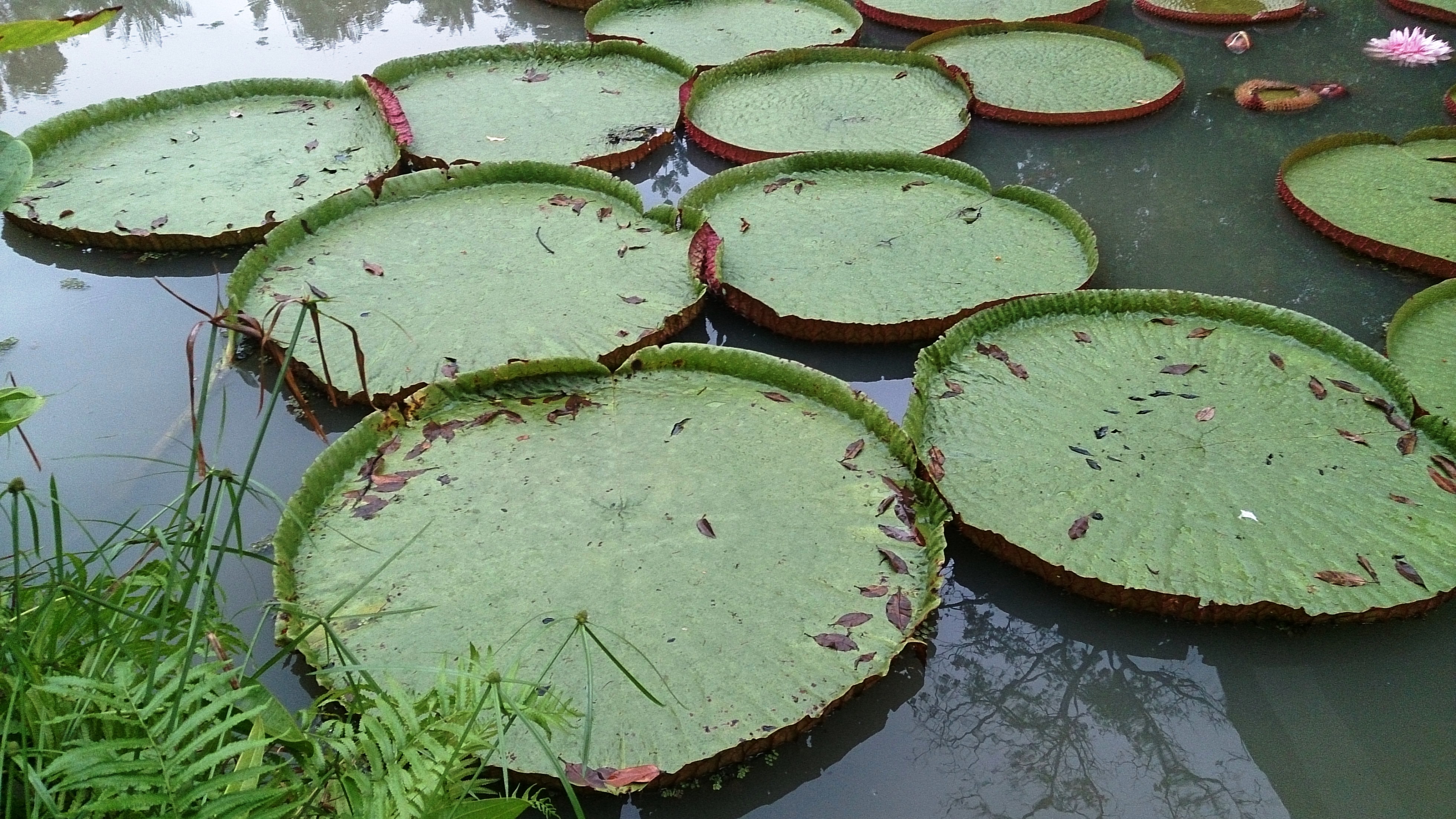File:Amazon lily pad 1.jpg - Wikimedia Commons