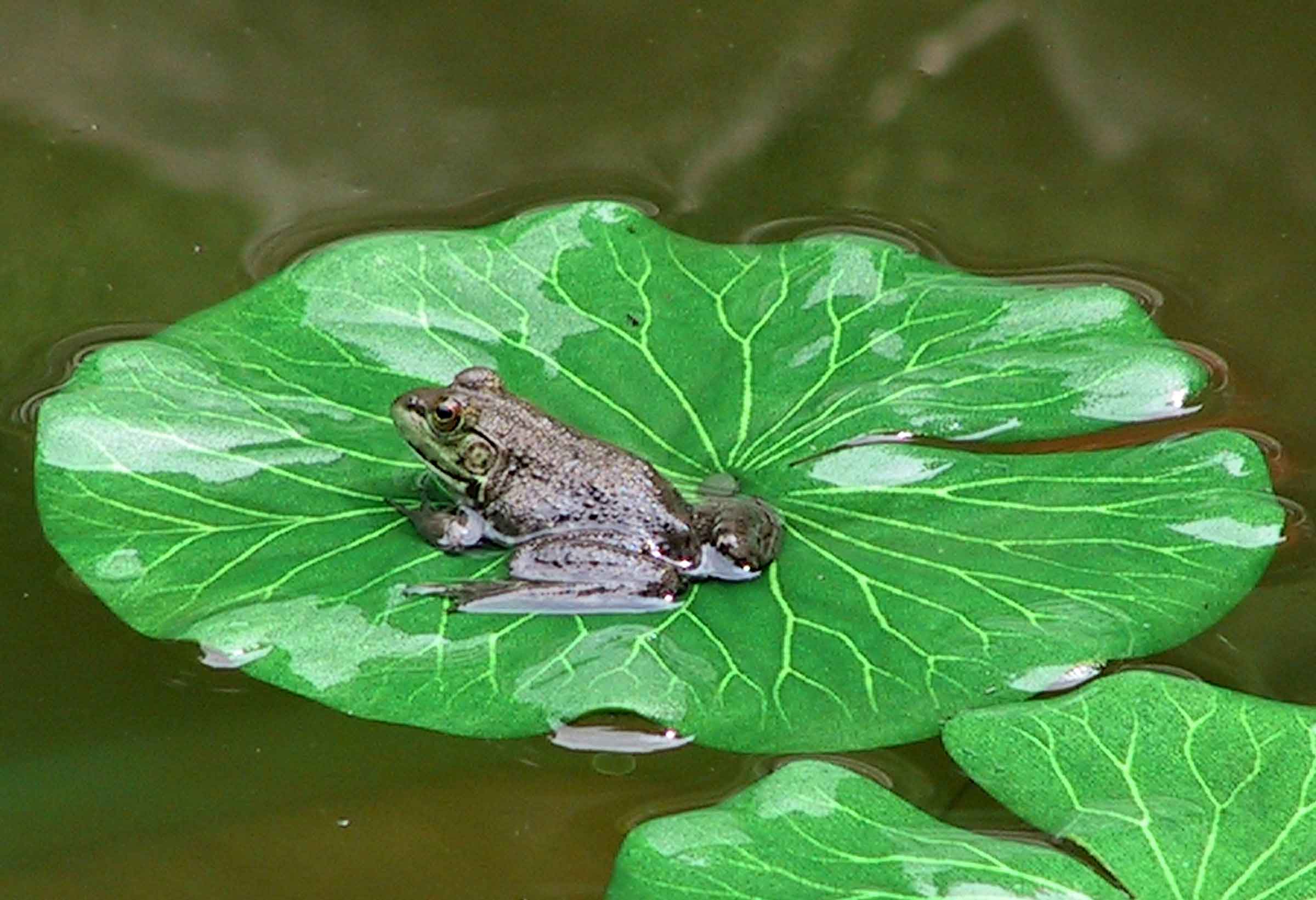 Frog on lily pad | Pics4Learning