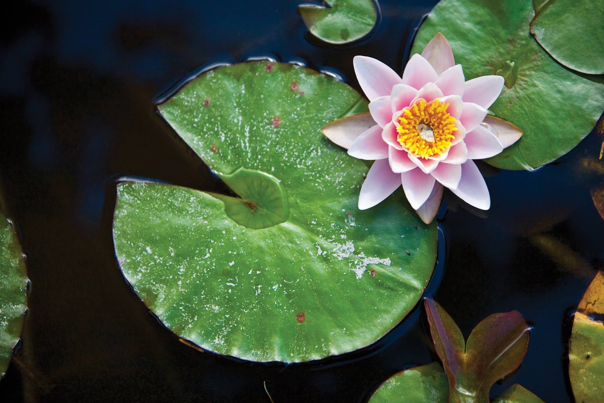 Cartoon Lily Pad Flower - Viewing Gallery | Don't be Koi | Pinterest