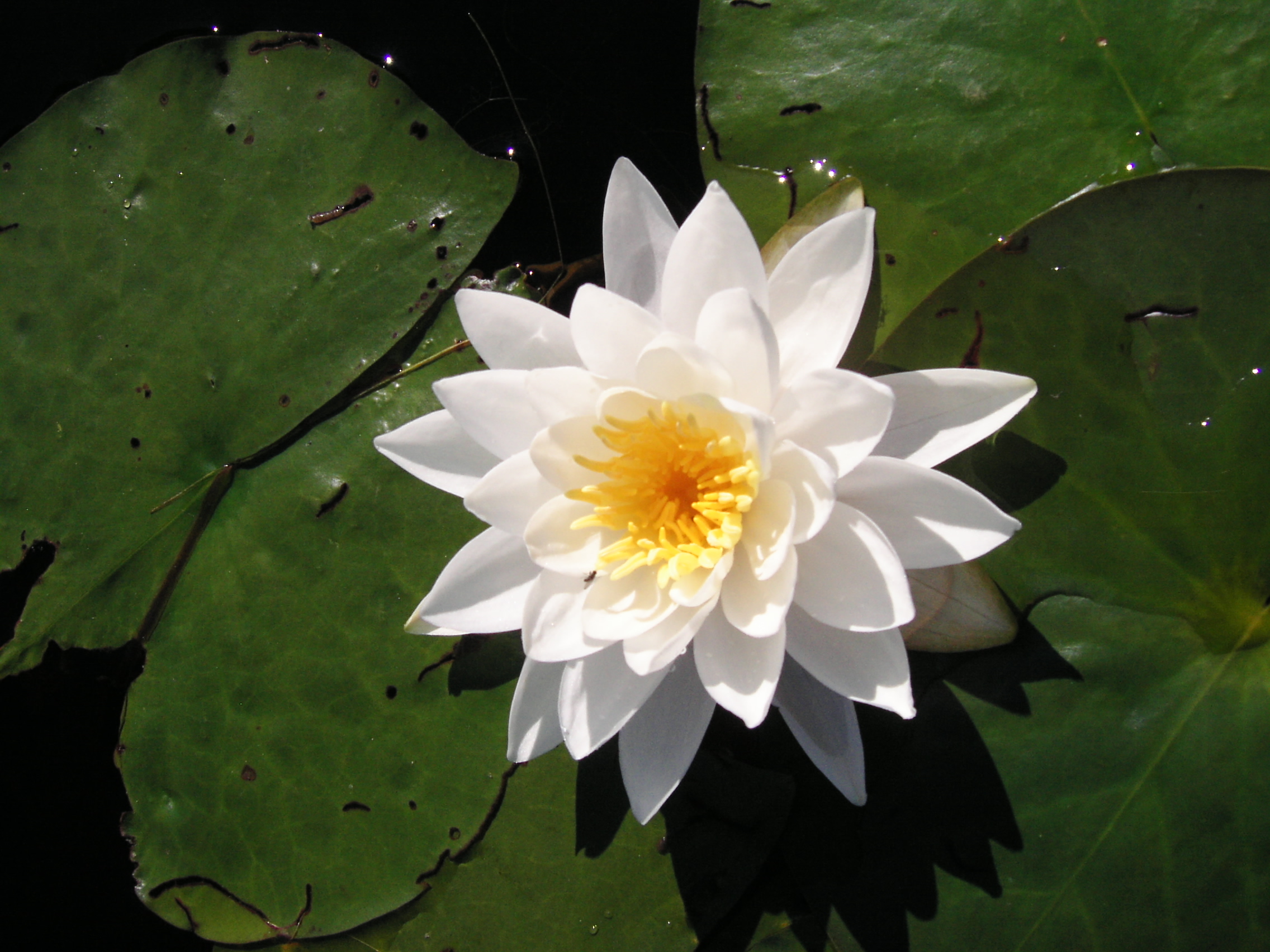 A lily pad flower