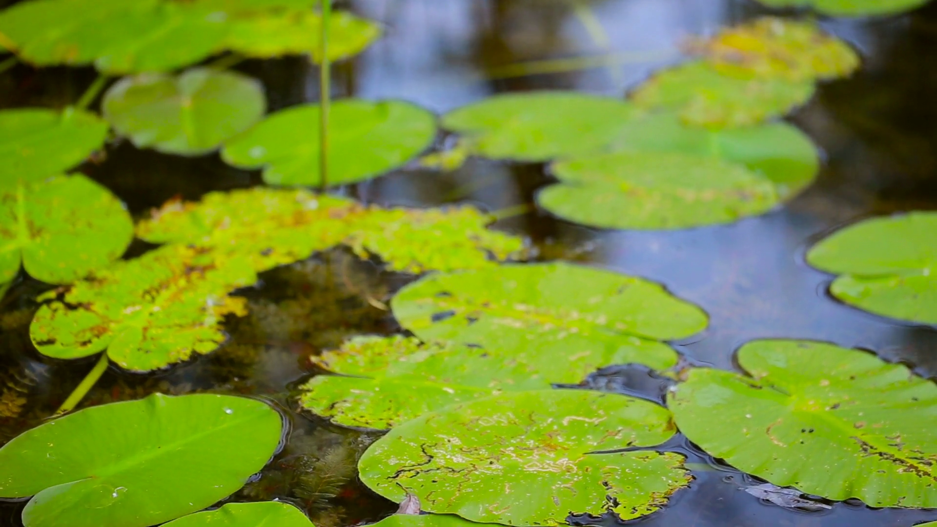 Close Up Of green Lily Pads On Water Stock Video Footage - Videoblocks
