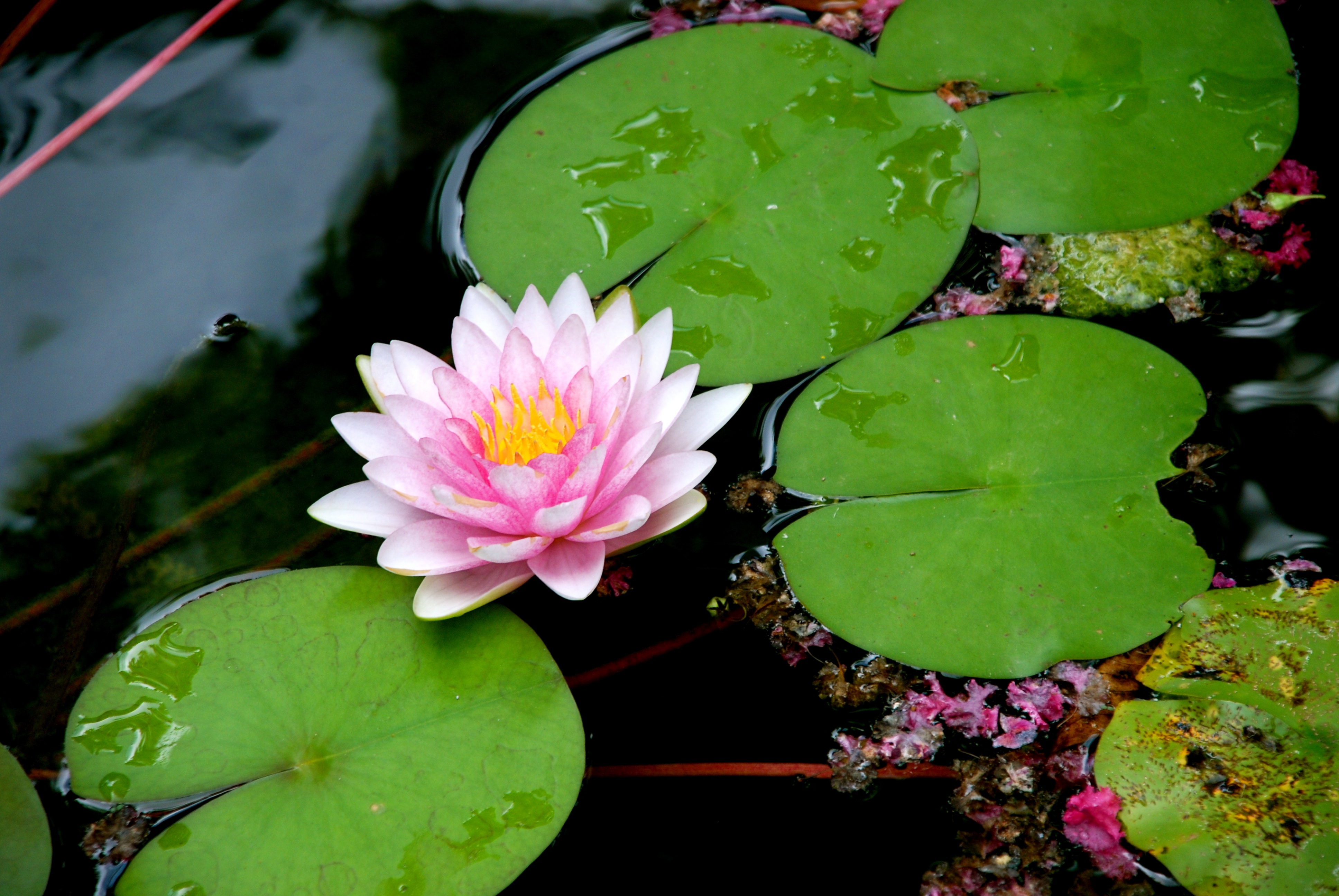 Repristination and Lily Pads – Ever-Increasing Light