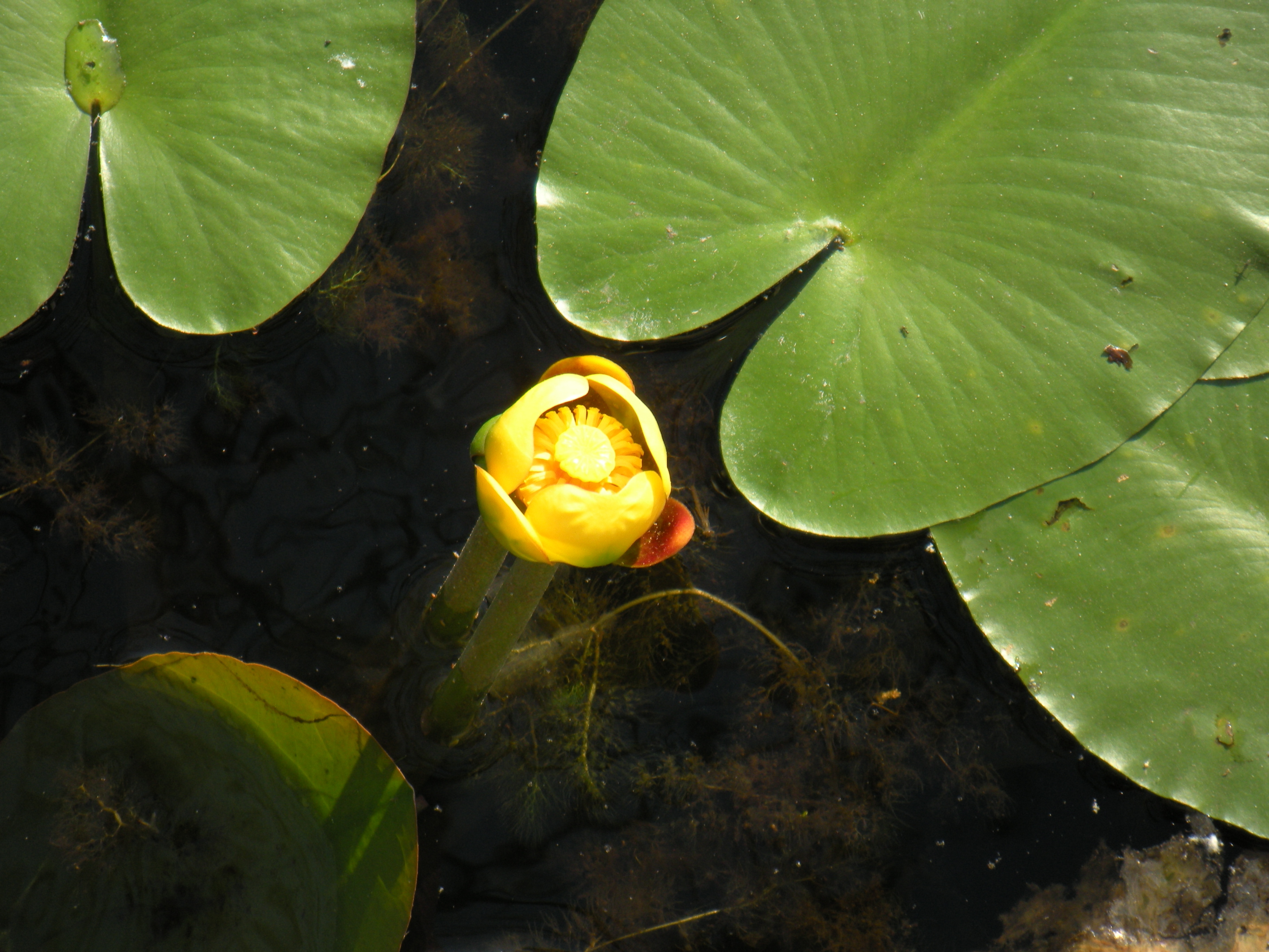 Lily pads and flowers photo