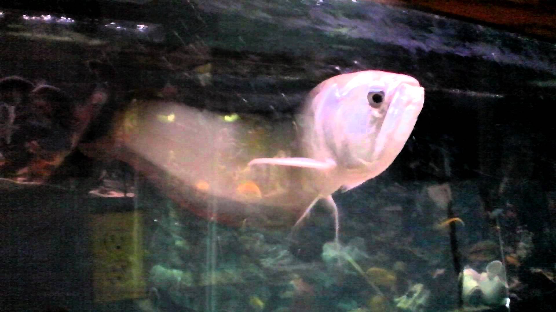 Frank's fish room: Arowana - Aligator Gar - Lima Shovel Nose Catfish ...