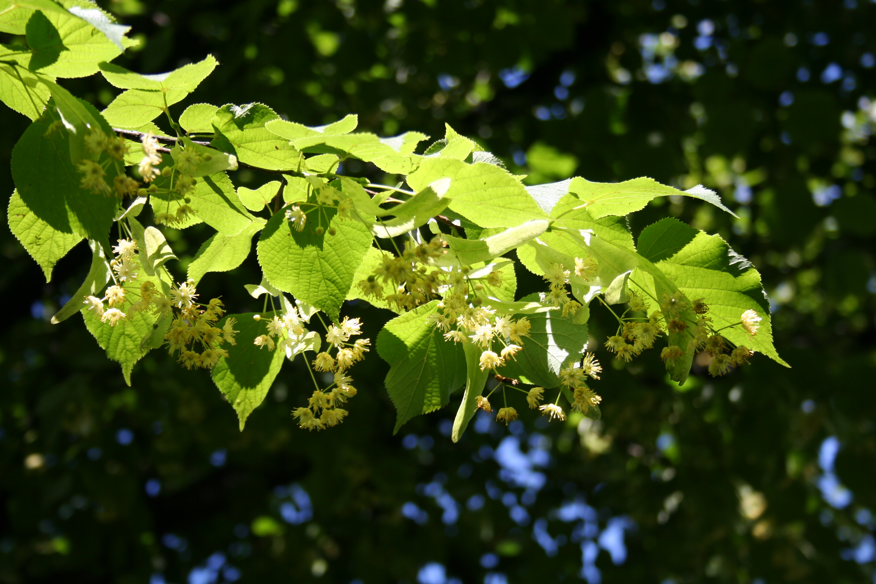 File:Lime tree.jpg - Wikimedia Commons