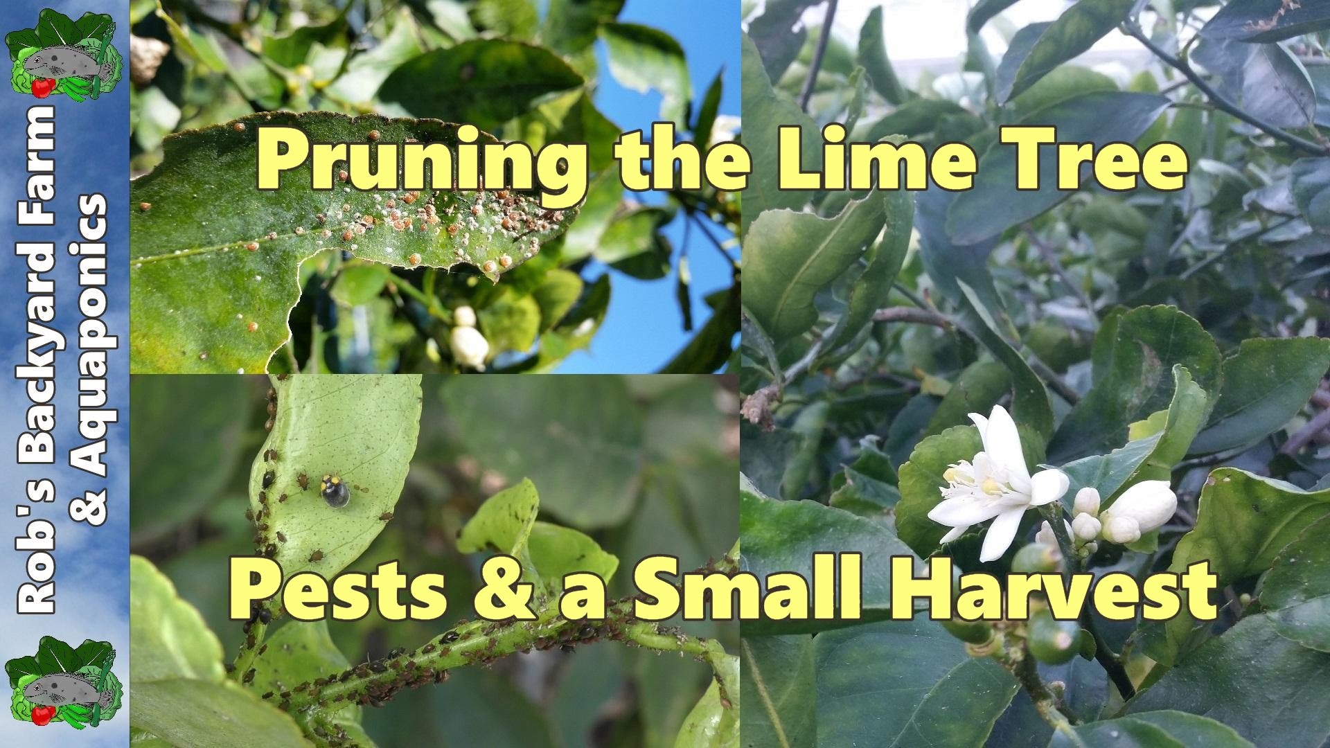 Shaping the lime tree, controling citrus tree pests & a small ...