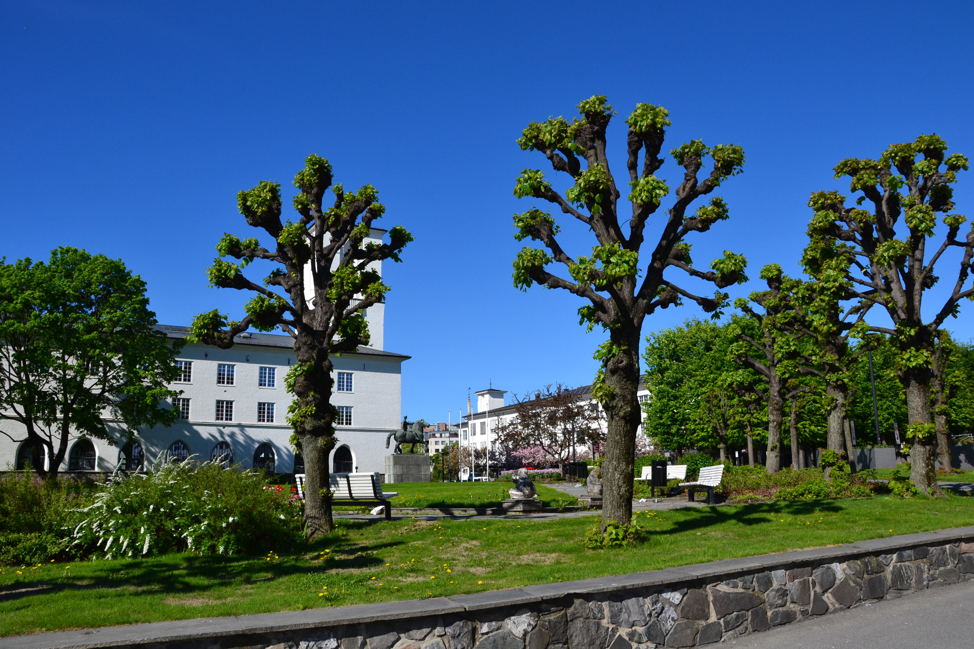 Linden trees in sandvika photo