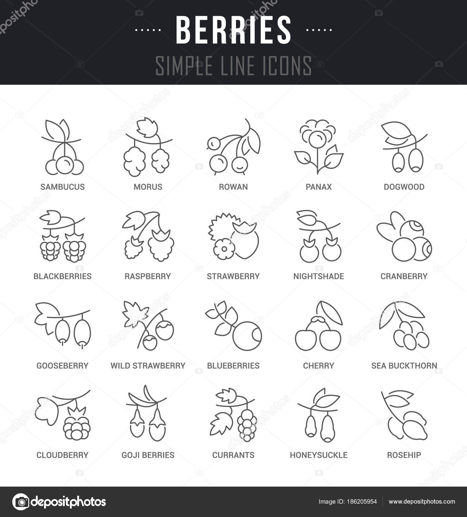 Set Vector Line Icons of Berries. — Stock Vector © andrei45454 ...