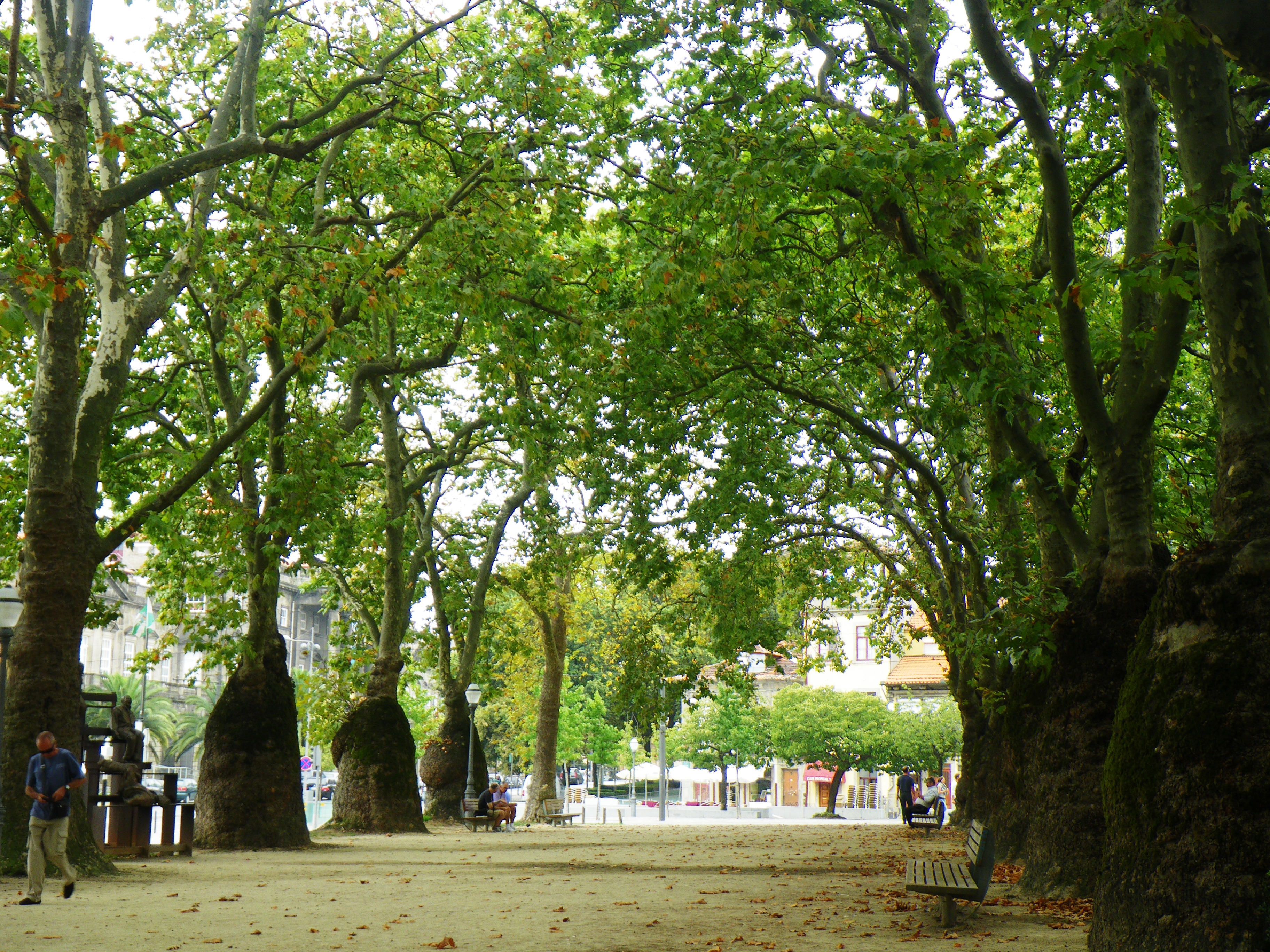 A tree-lined avenue in Cordoaria Park. | Ben@Earth
