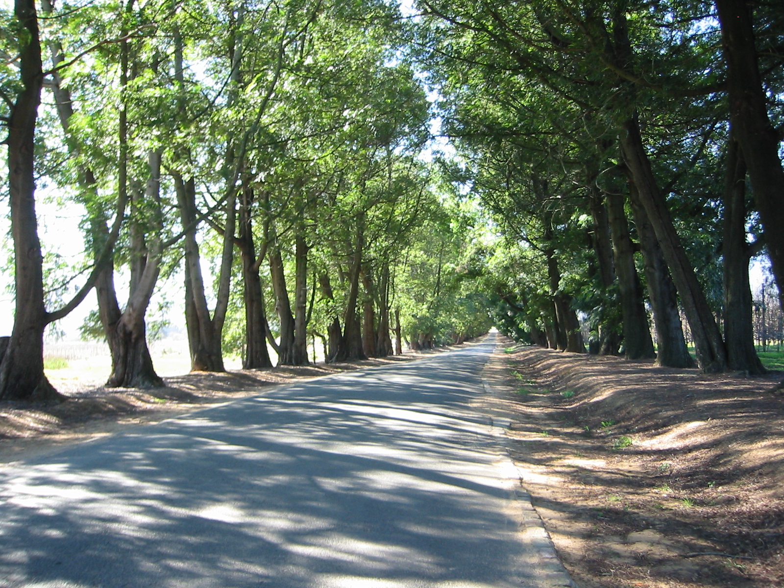 Tree lined avenue by manutruk on DeviantArt
