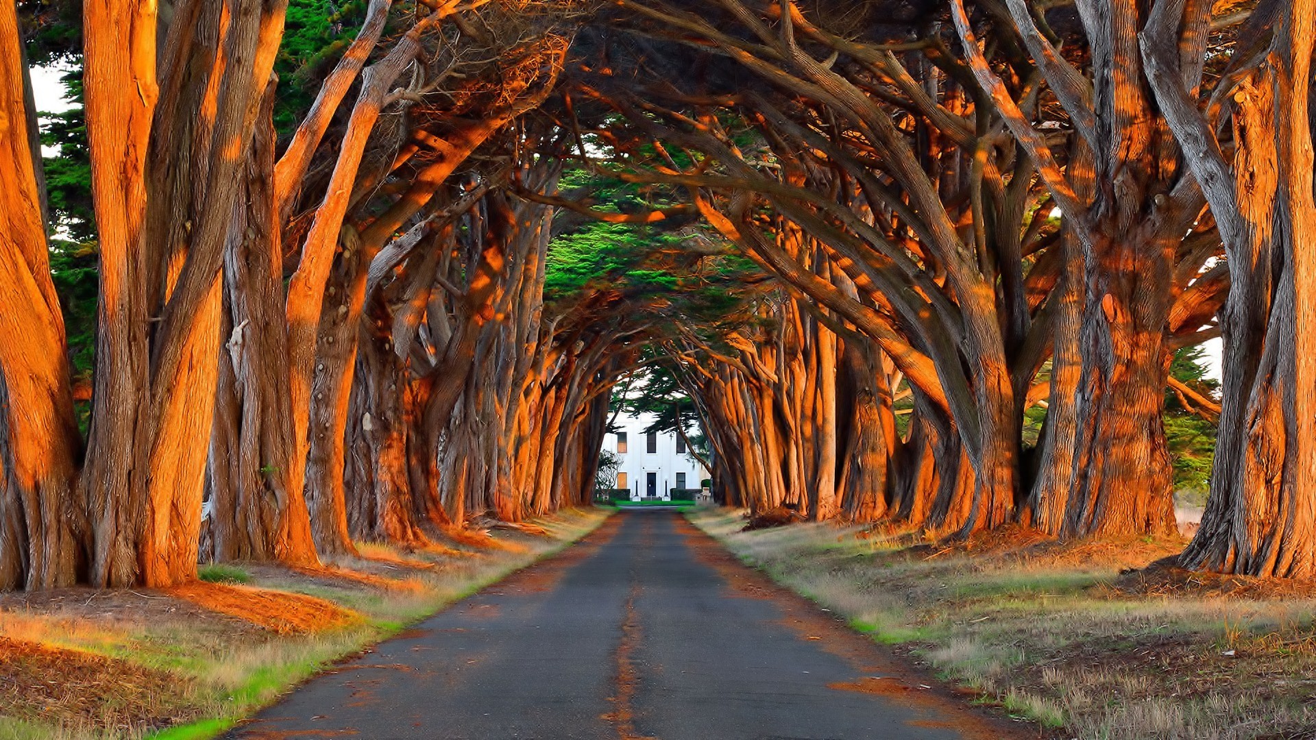 Forests: Fantastic Tree Lined Driveway Man Road House Lines Trees ...