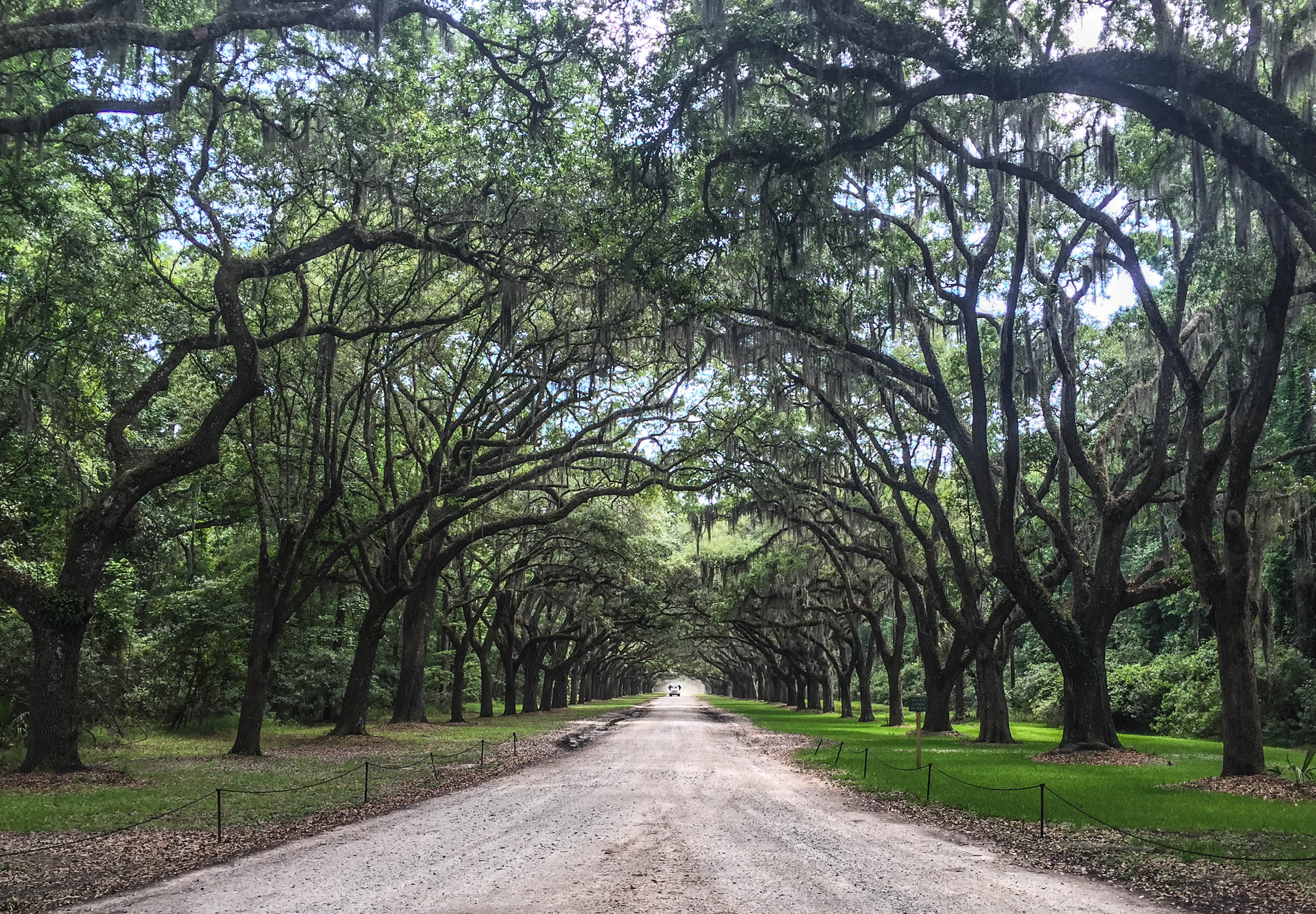Tree Lined Path - Free Stock Photo - Easy Download
