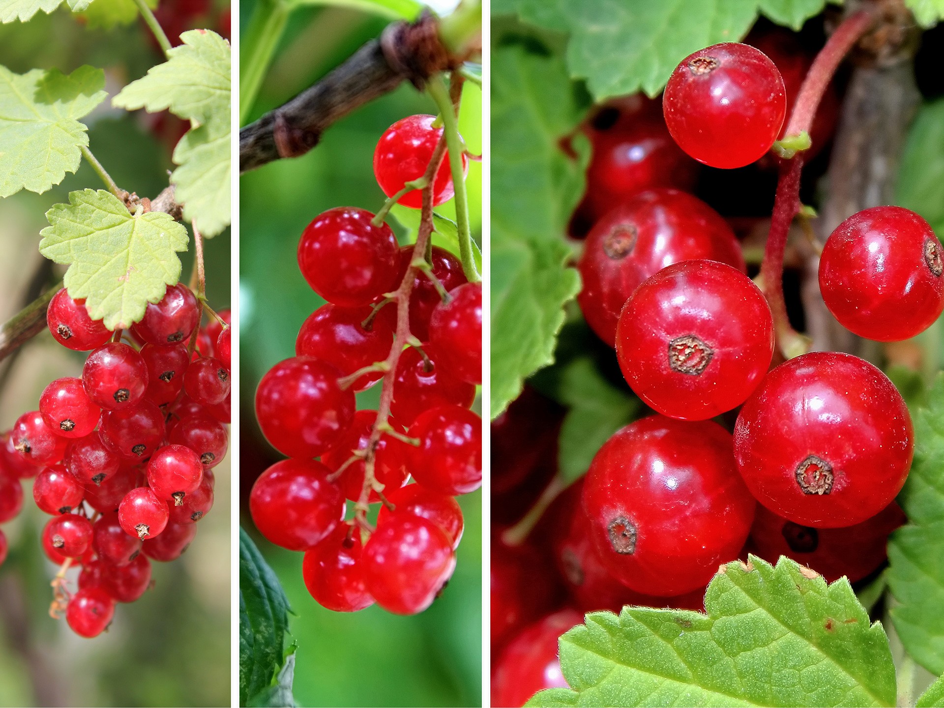 Lingonberry: The Health Benefits of Lingonberries You'd Want to Know