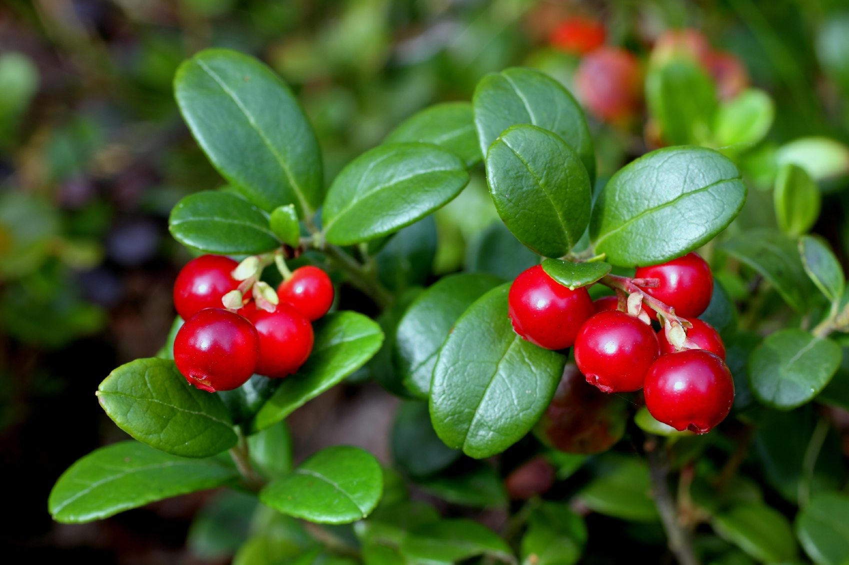 Lingonberry Information ? Learn How To Grow Lingonberries At Home