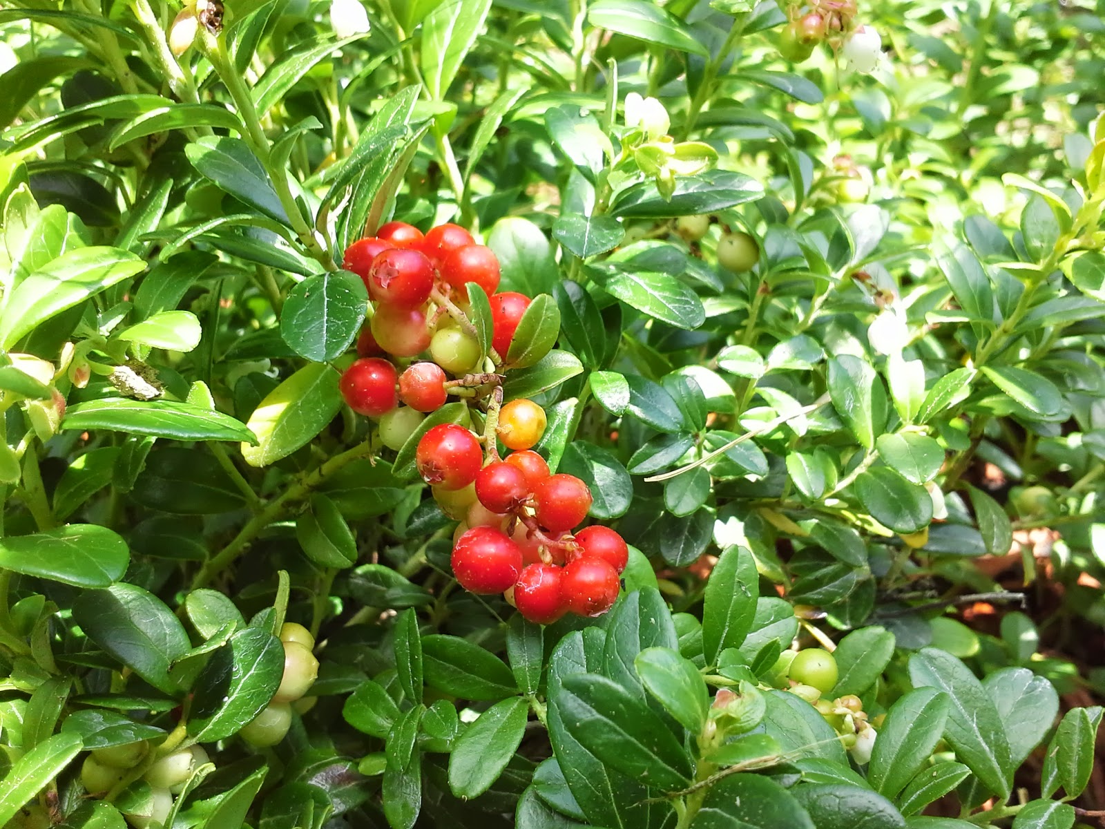 Lingonberries - ground cover with the taste of cranberries | Easy ...