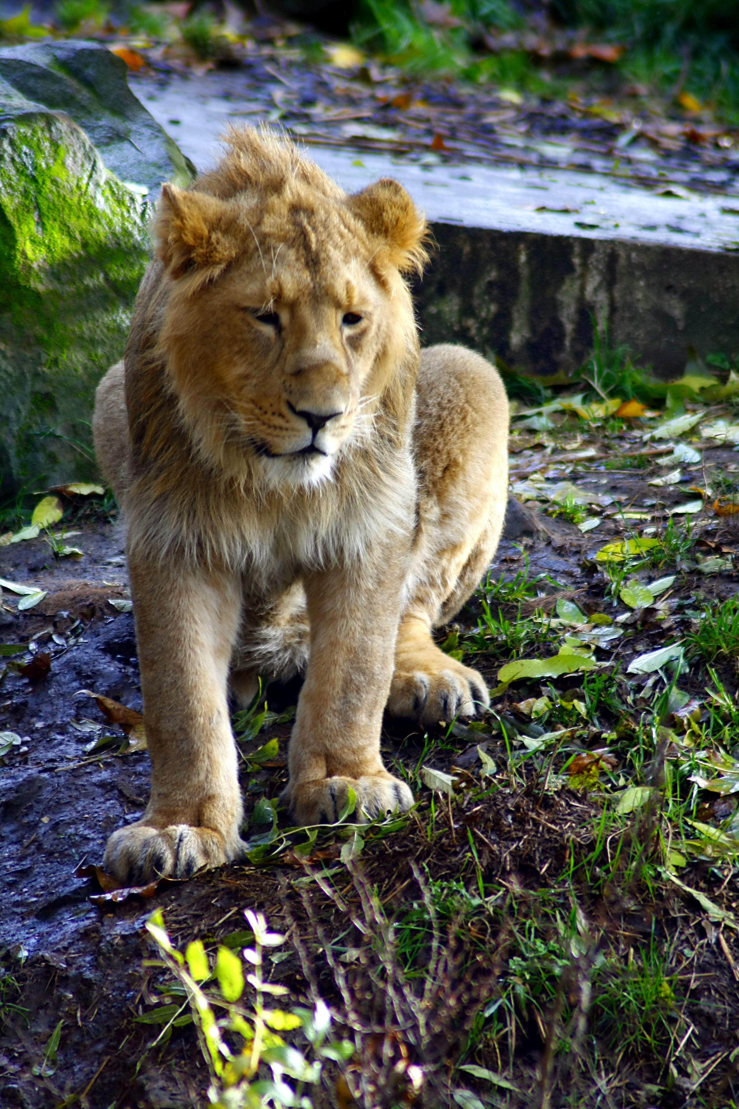Lion photo