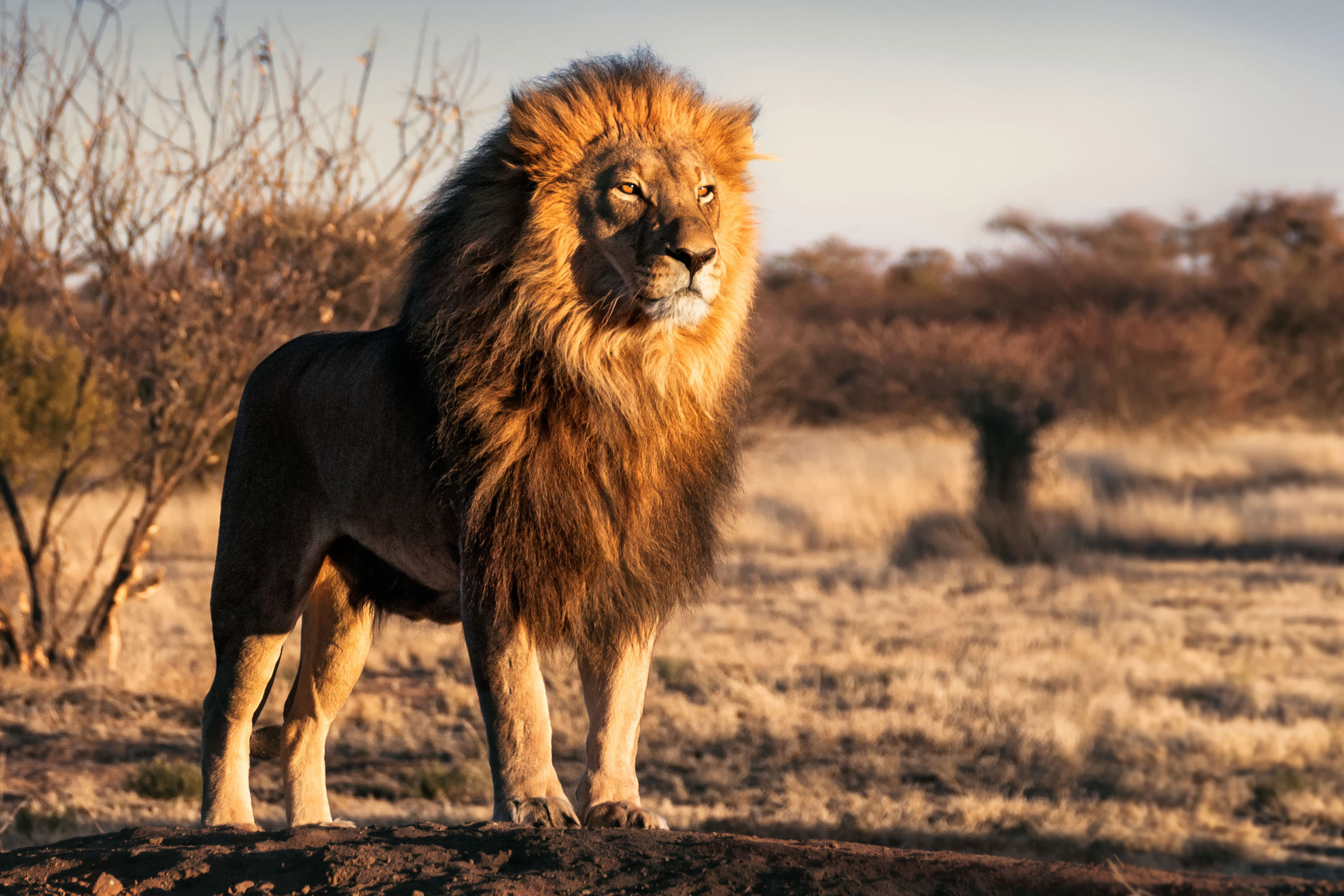 Family IDs severed head of suspected poacher eaten by lions