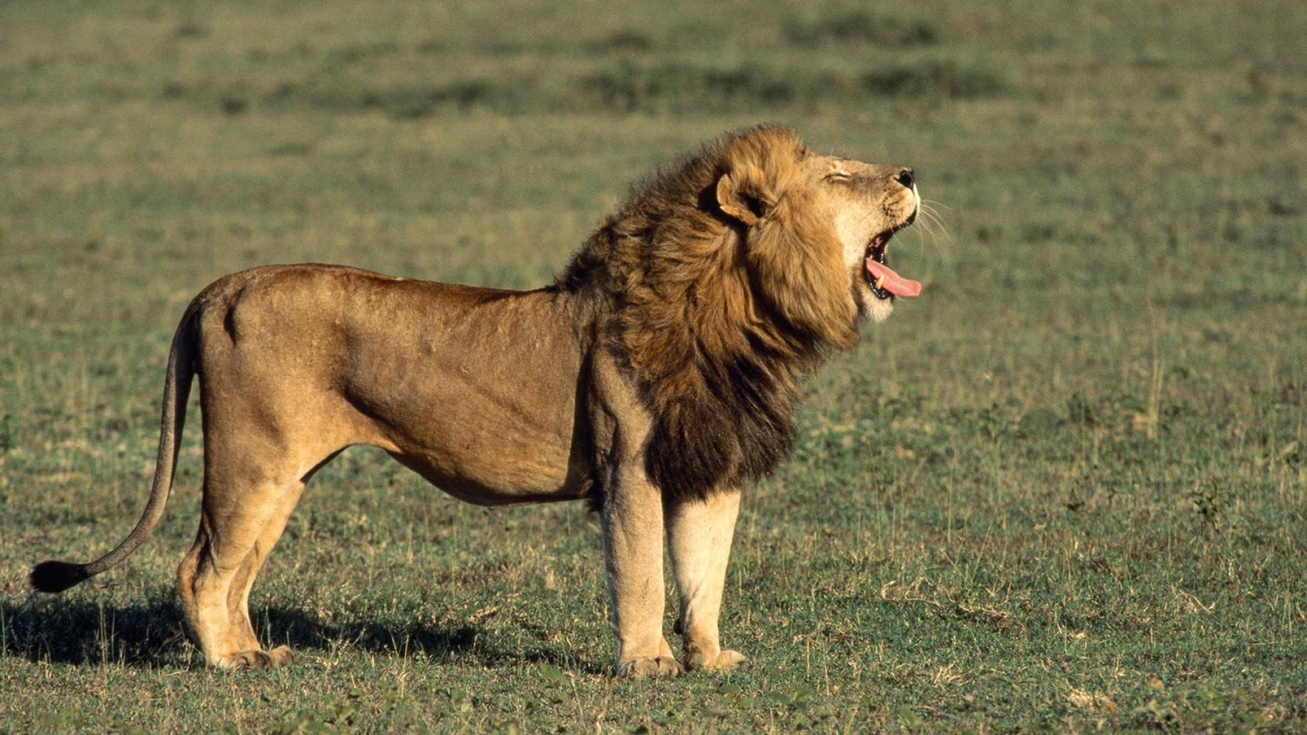 lion-male-roar.ngsversion.1466679939988.adapt.1900.1.jpg
