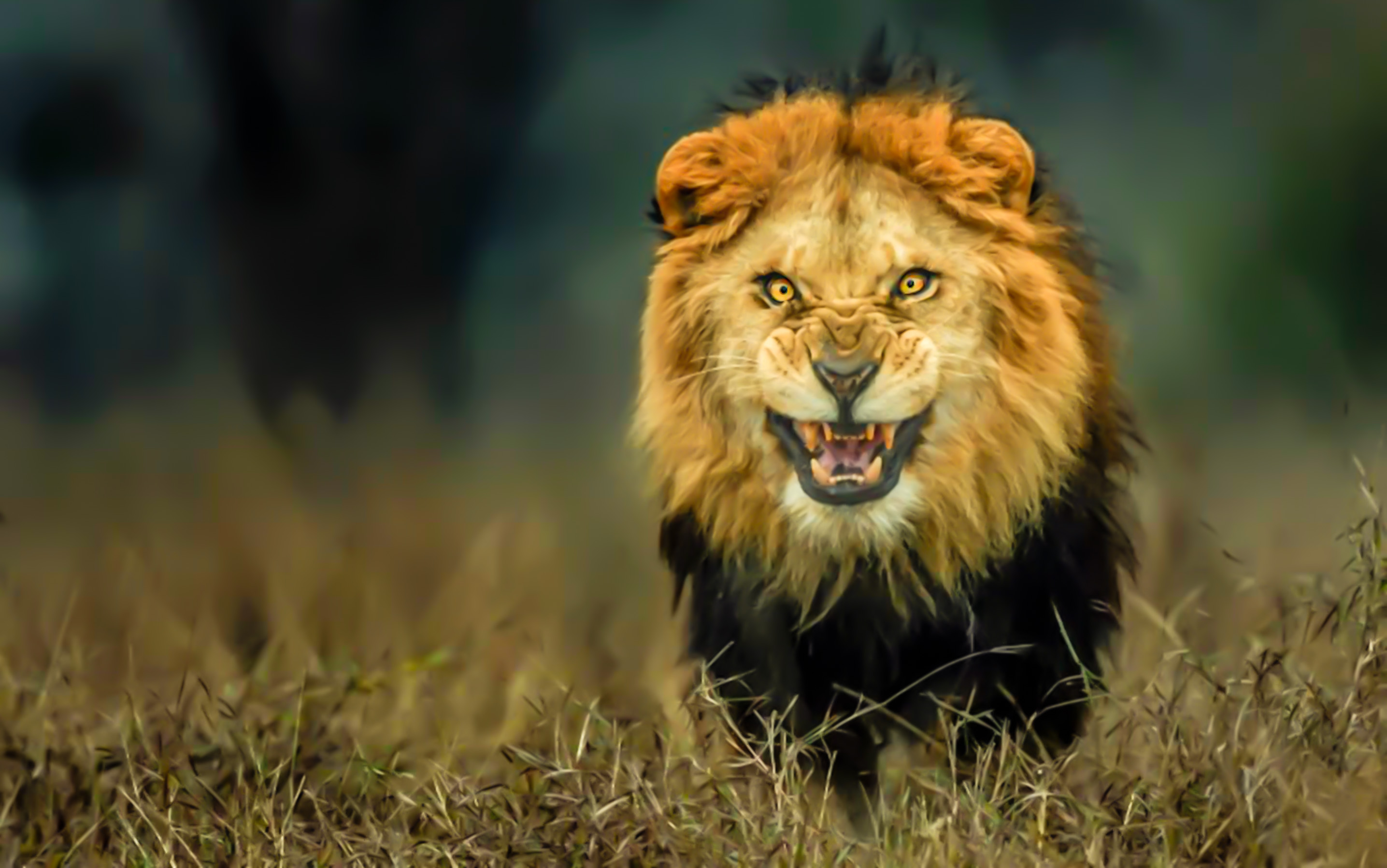 Angry Lion - Imgur