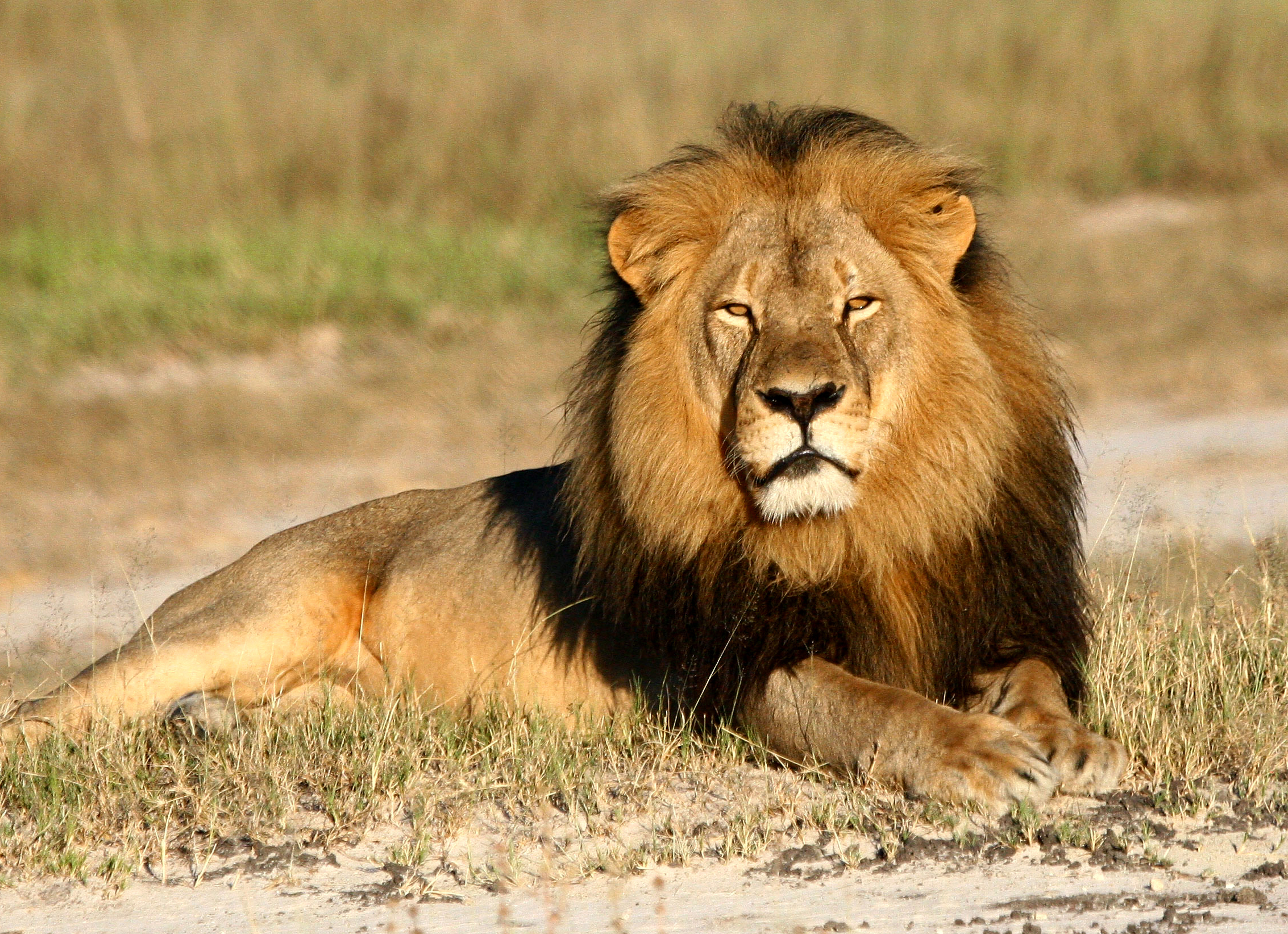 Researcher: Setting staged for Twin Cities man to kill Cecil the ...