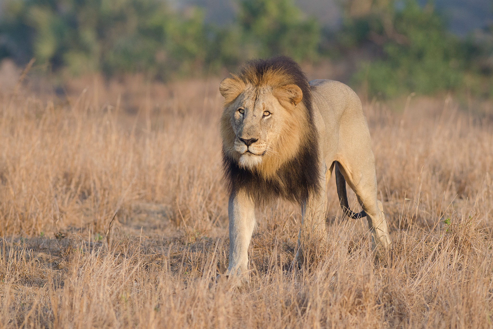 Suspected Poacher Killed and Eaten by Lions in South Africa