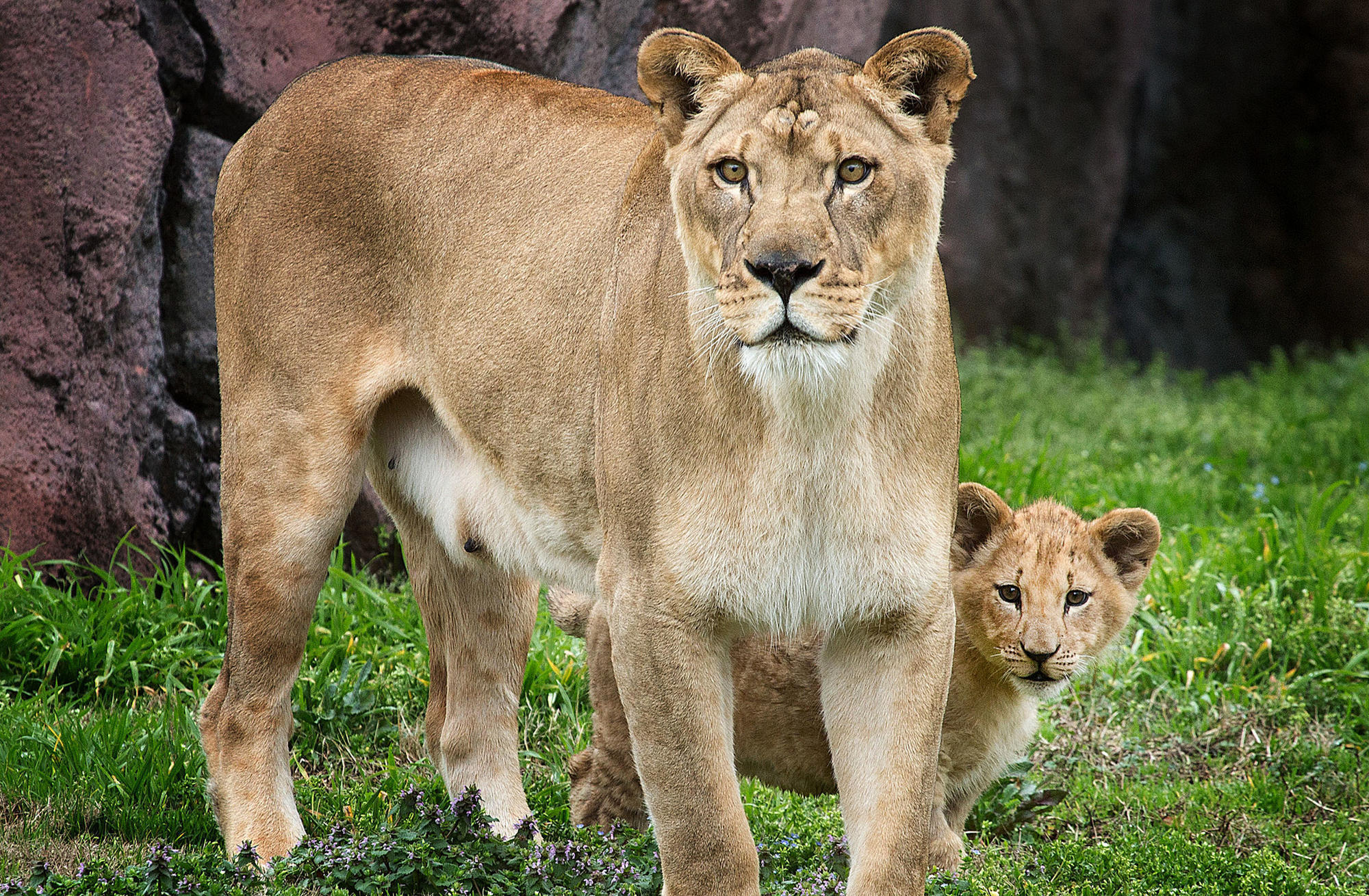 Virginia Zoo's lion cub explores new outdoor home - Daily Press