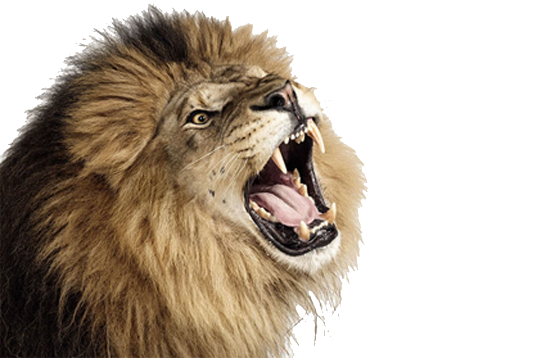Lion PNG Images Transparent Free Download | PNGMart.com