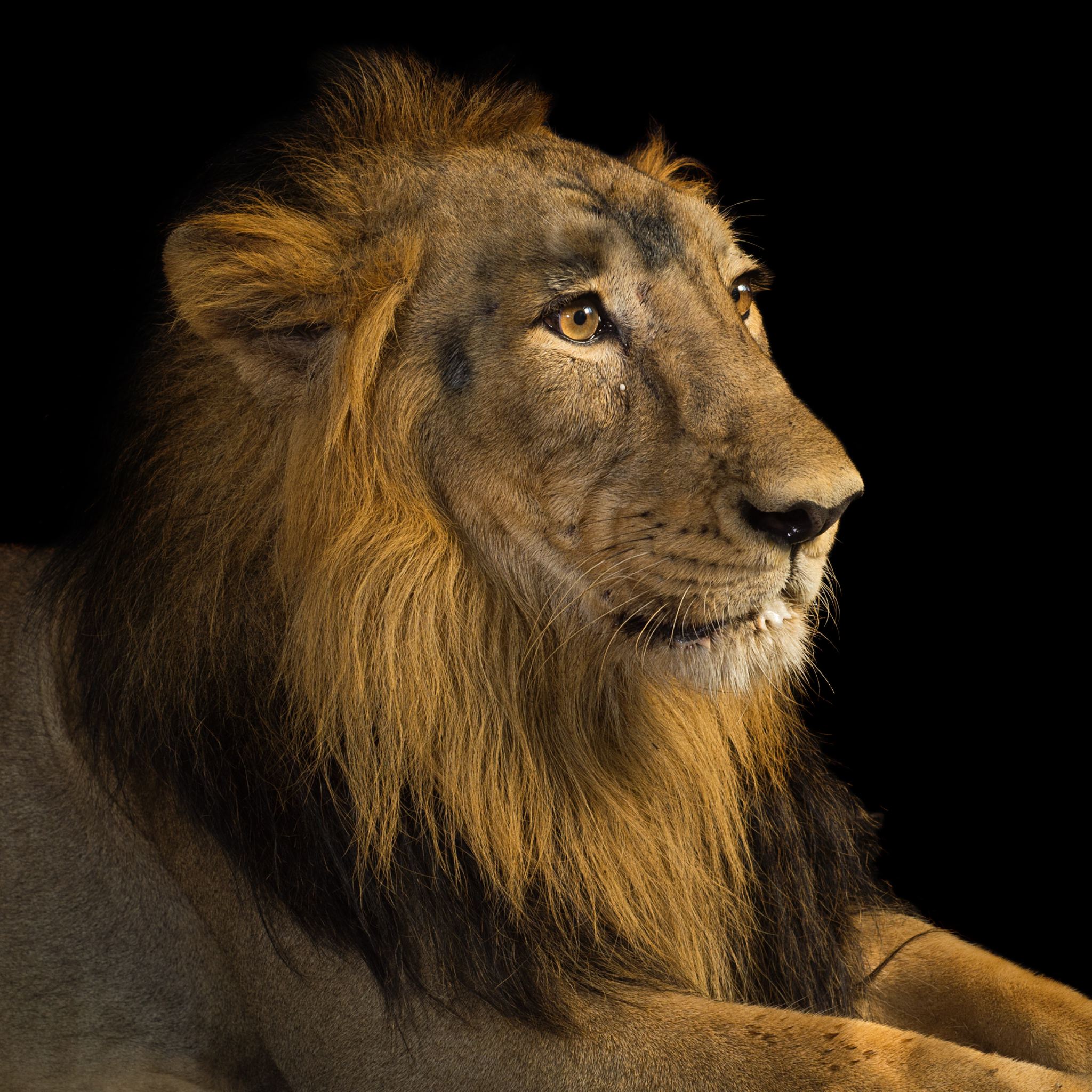 Asiatic Lion | National Geographic