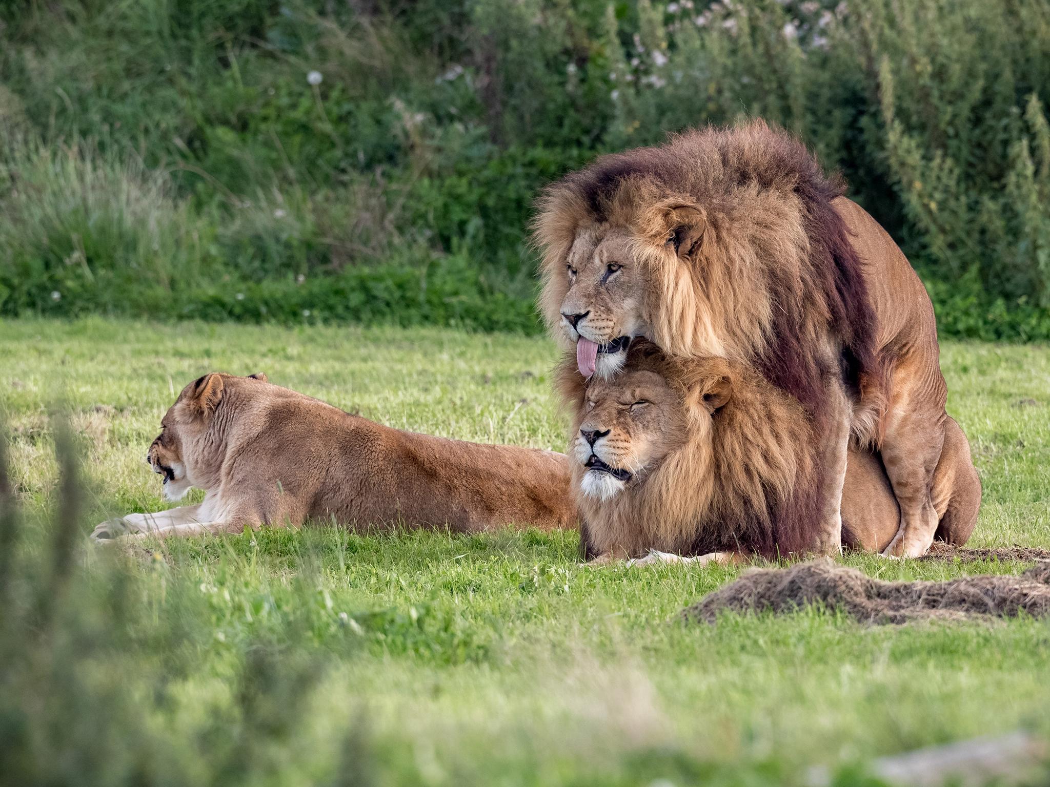 Gay pride: Two male lions seen 'mating' at wildlife park | The ...
