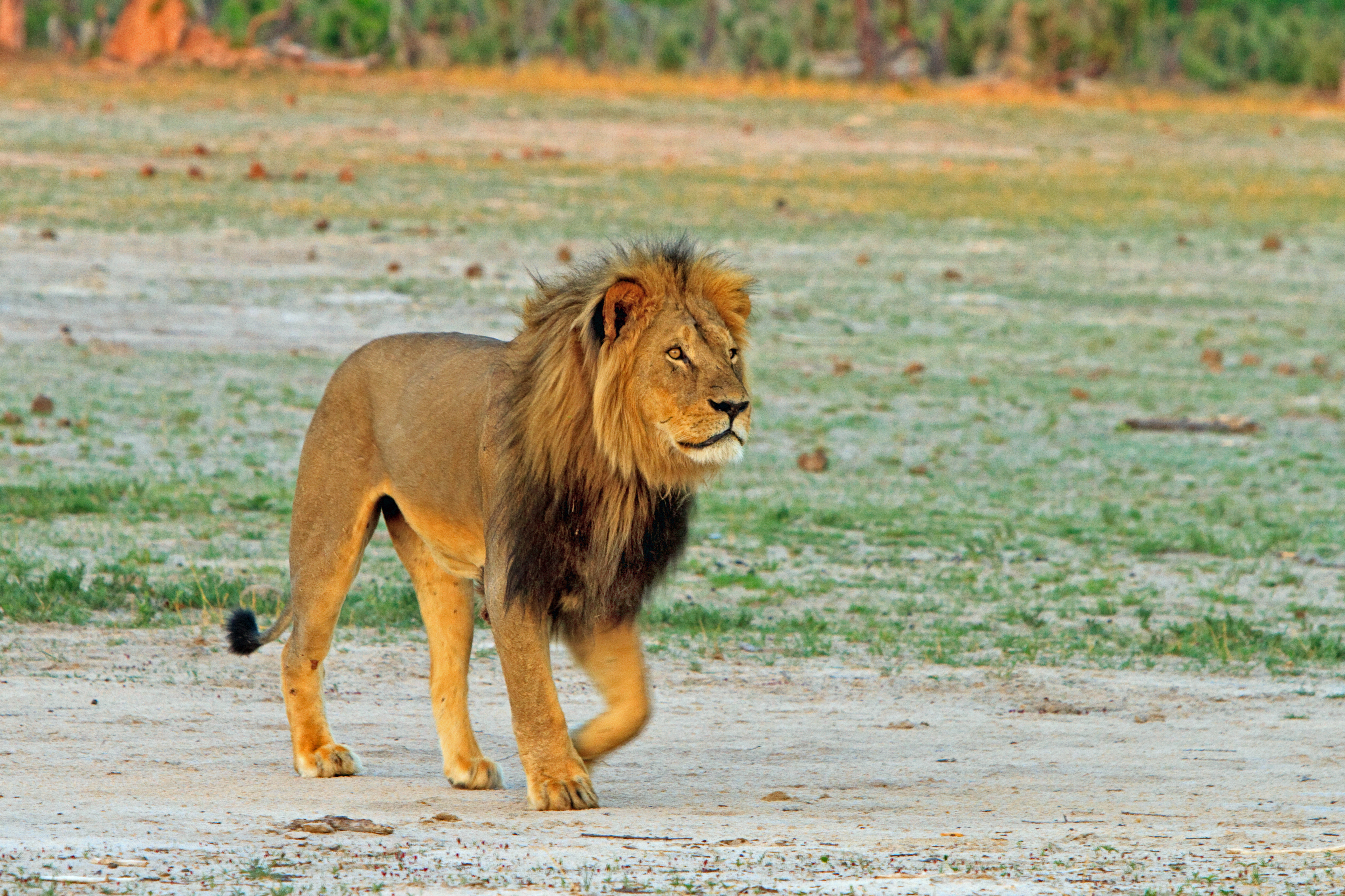 Cecil the Lion's Son Xanda Killed by Big Game Trophy Hunter | Time