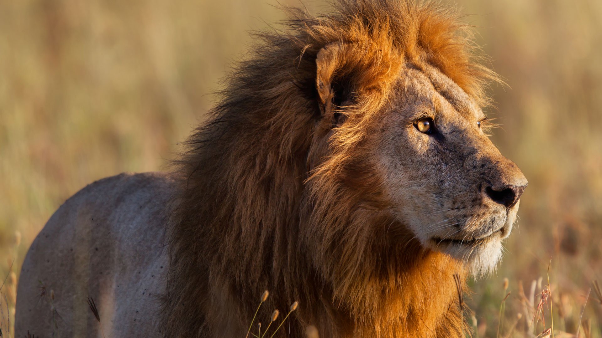 African Lion Safaris & Holidays - Natural World Safaris
