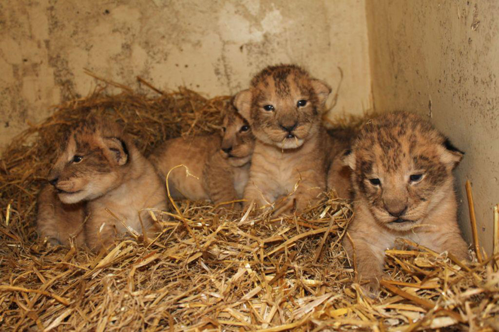 Swedish Zoo Boras Djurpark Admits Killing Nine Lion Cubs | PEOPLE.com