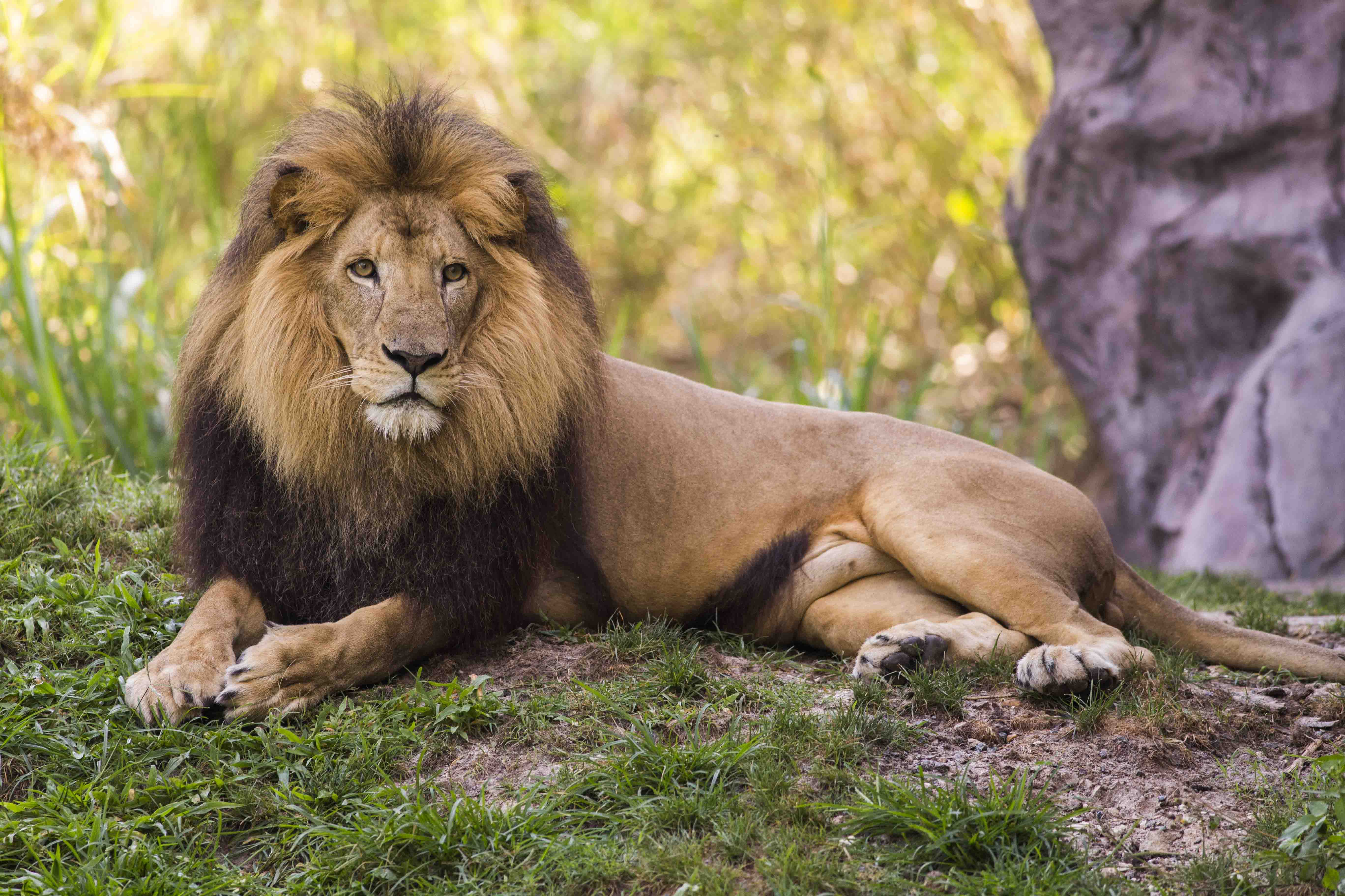 Busch Gardens Tampa celebrates World Lion Day with lion-inspired ...