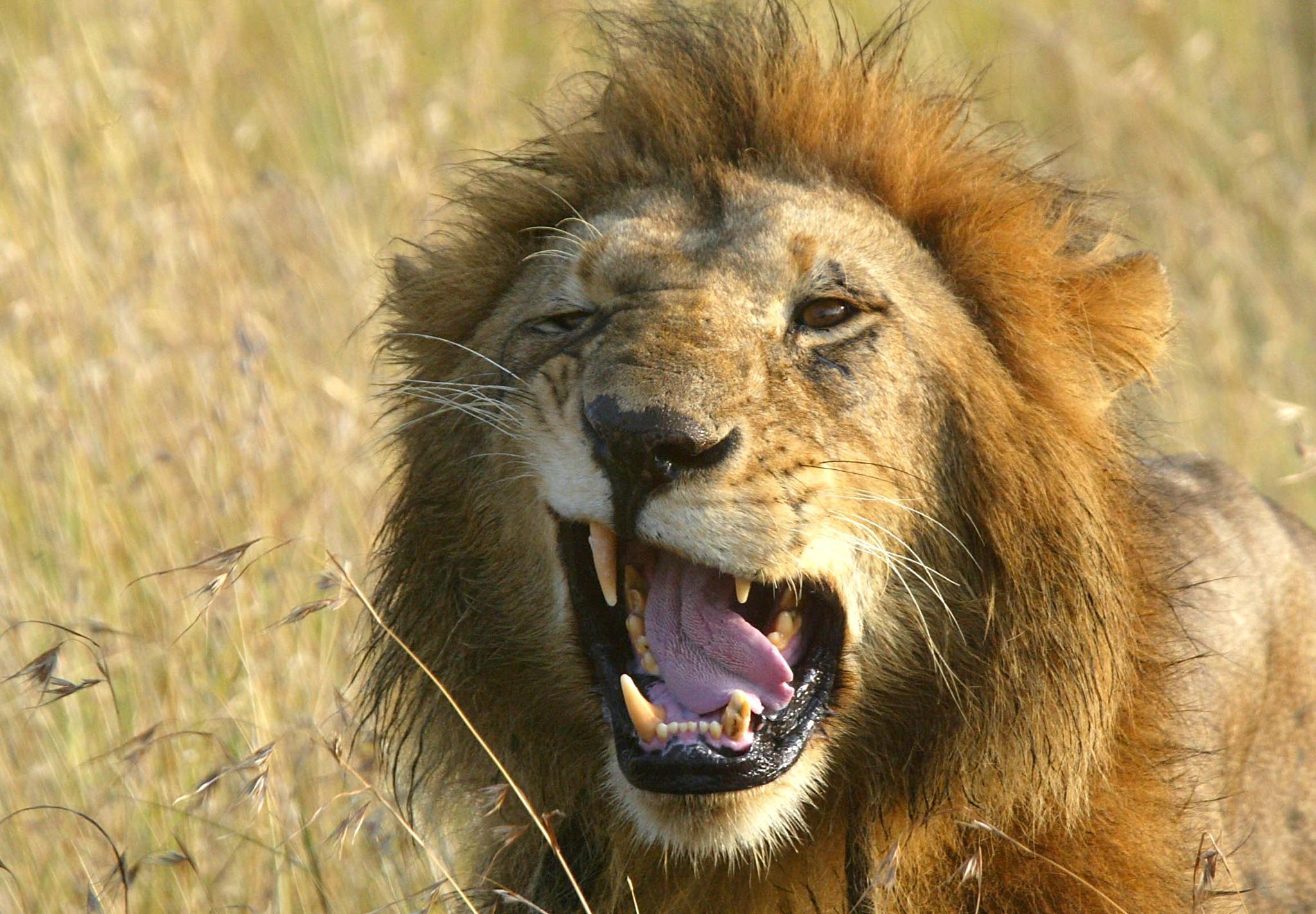 Lion defenders: How Tanzania stopped 90% of hunts in a national park ...
