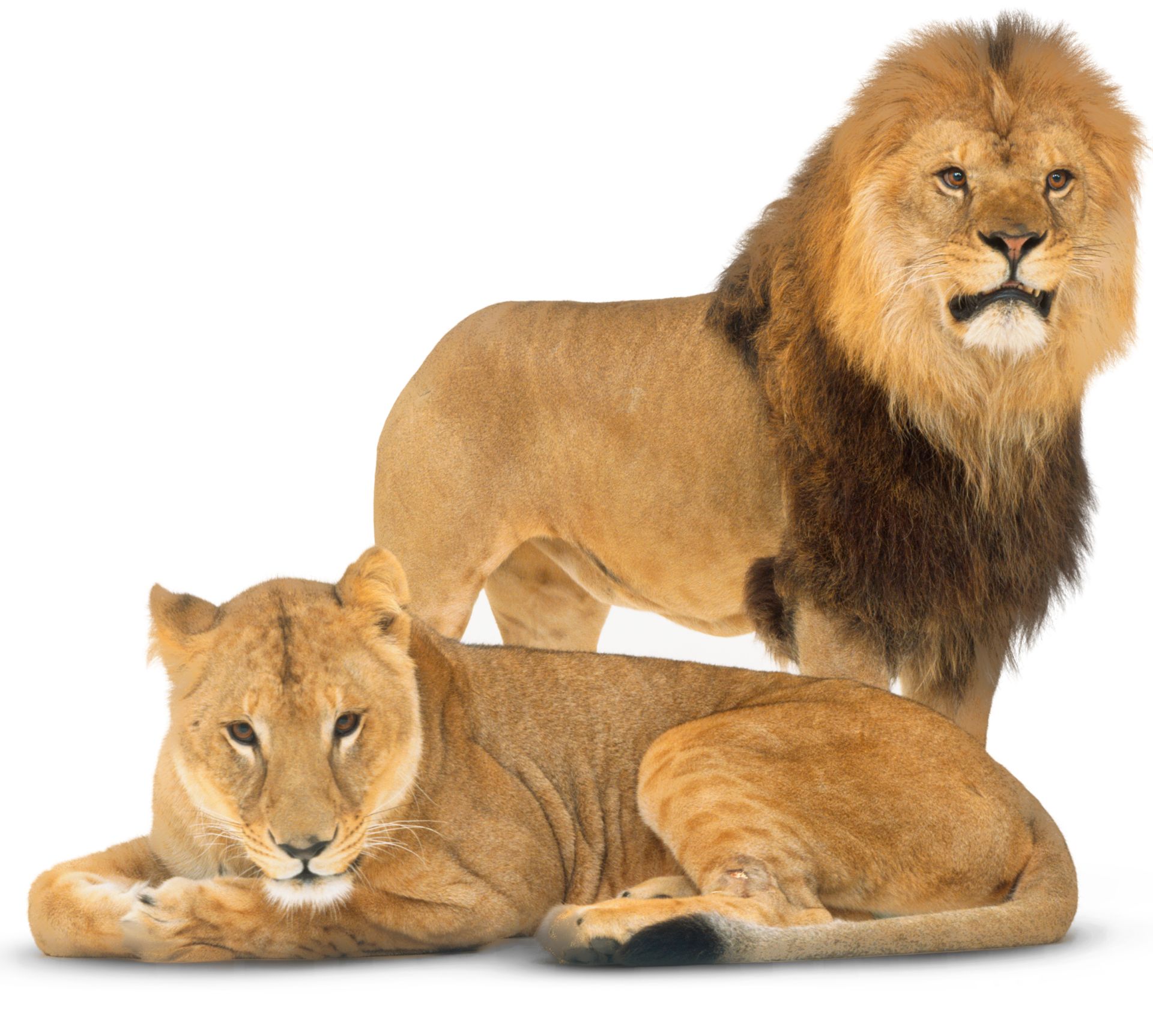 Lion Facts for Kids | Lion Information | DK Find Out