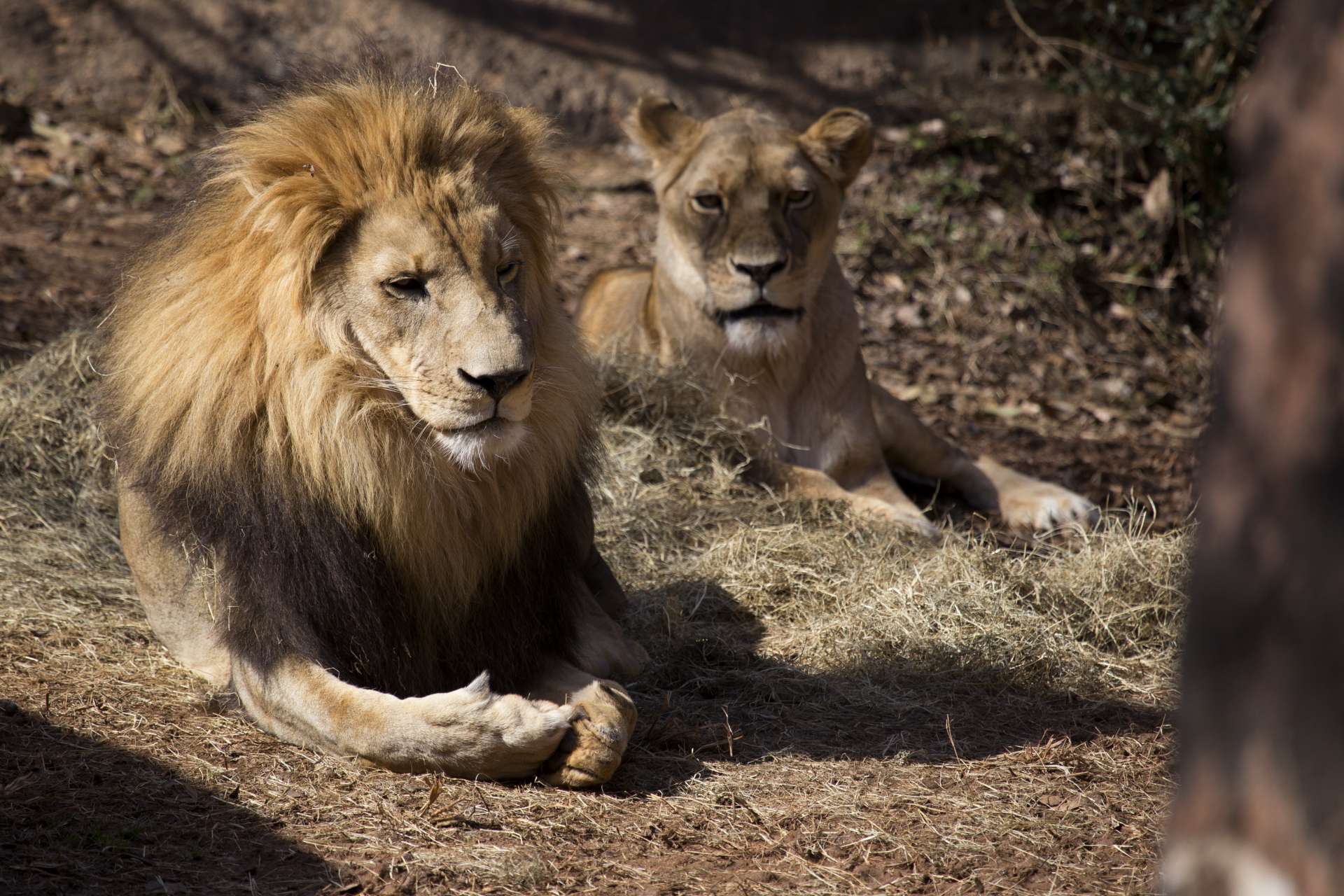 African Lion - Zoo Atlanta