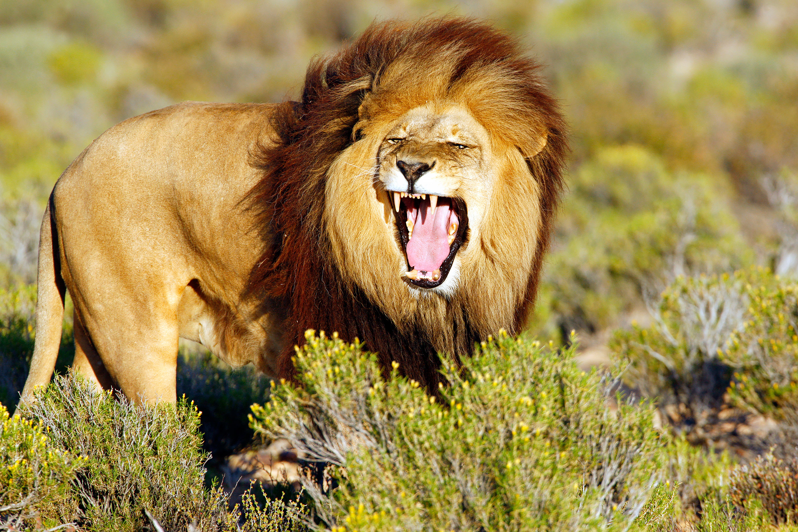 Shocking Footage Shows Lion Attacking 67-Year-Old Safari Park Owner ...