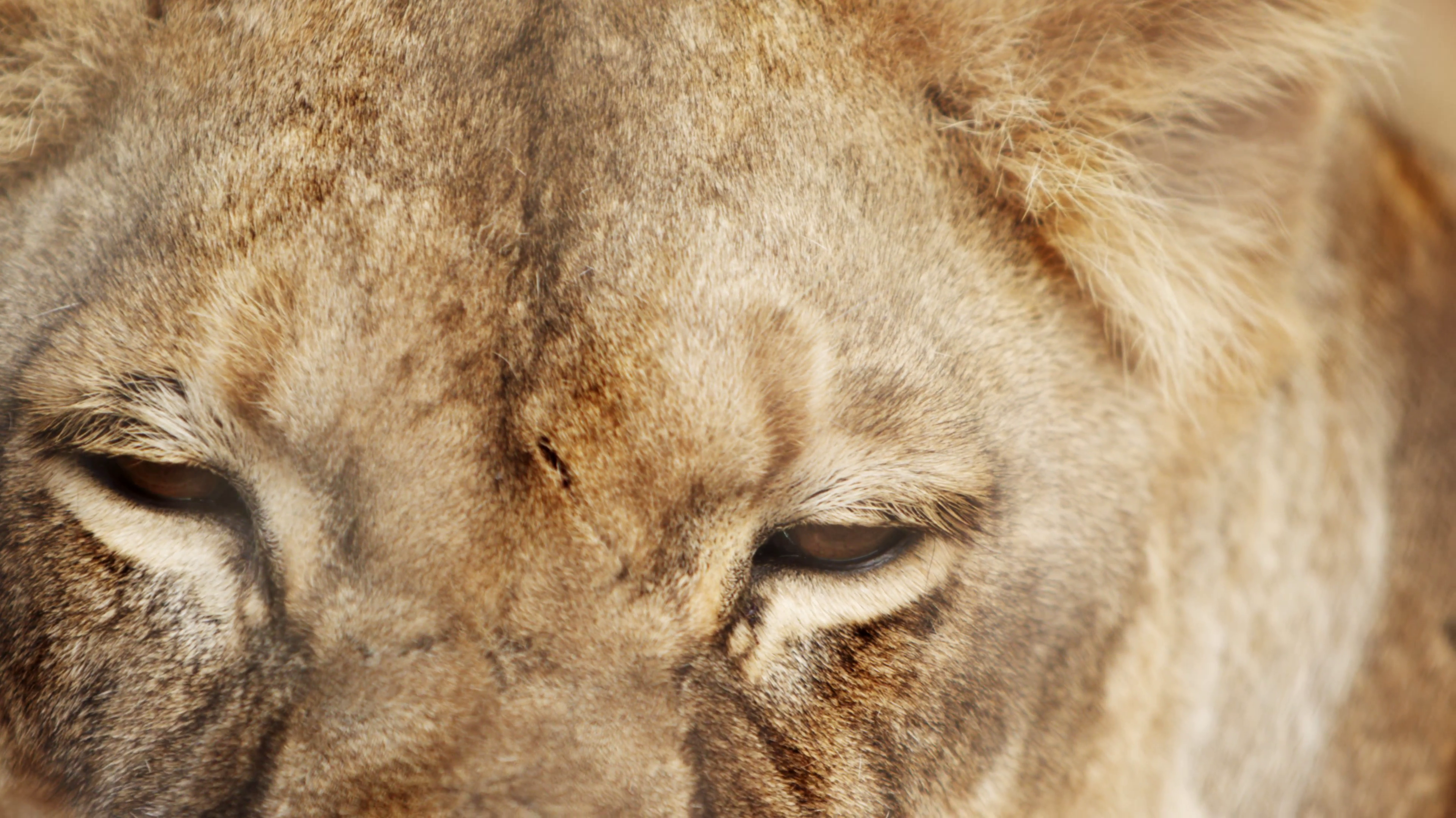 Extreme close up of female lion head and eyes Stock Video Footage ...