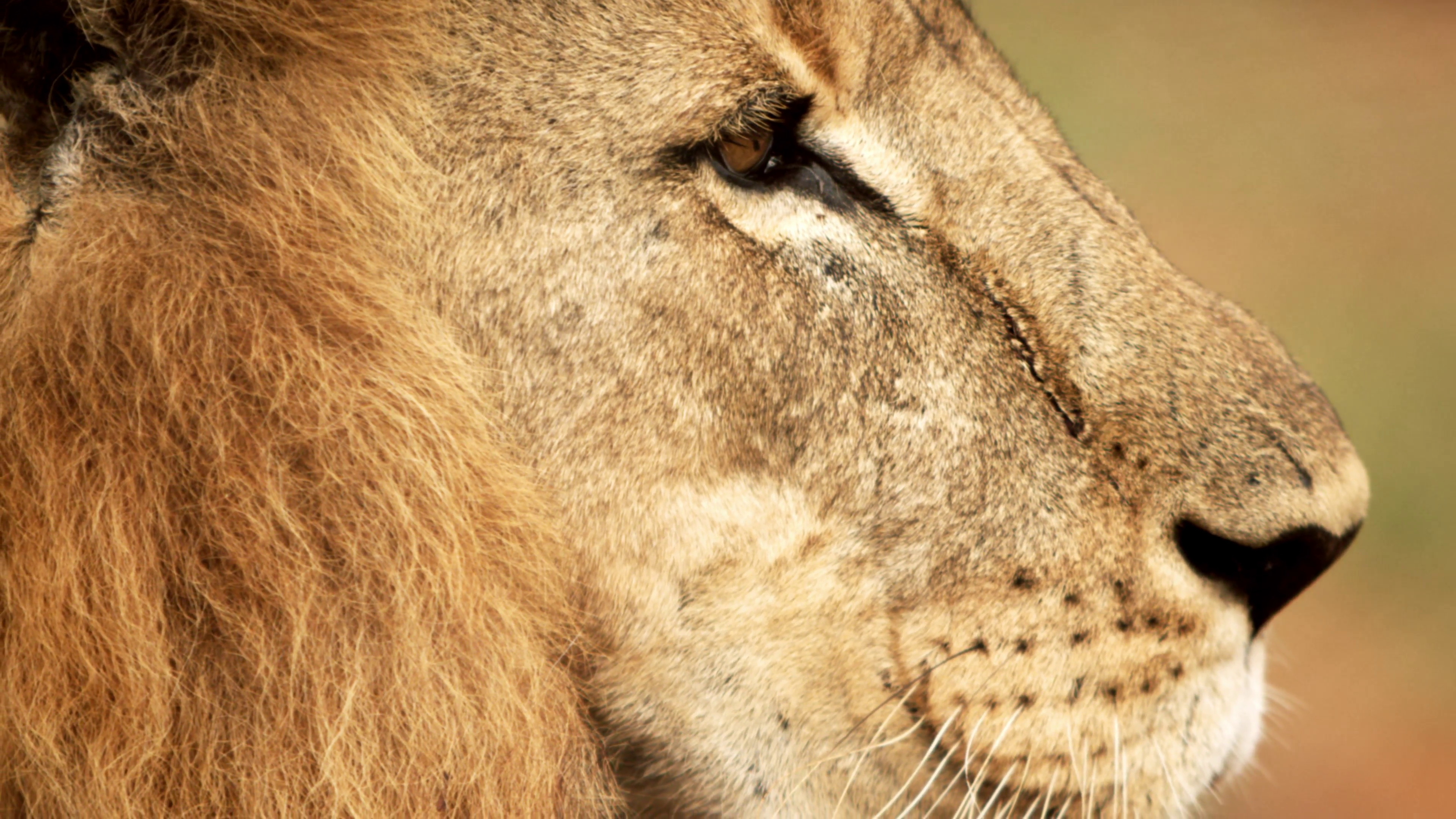 Close up of male lion profile Stock Video Footage - VideoBlocks