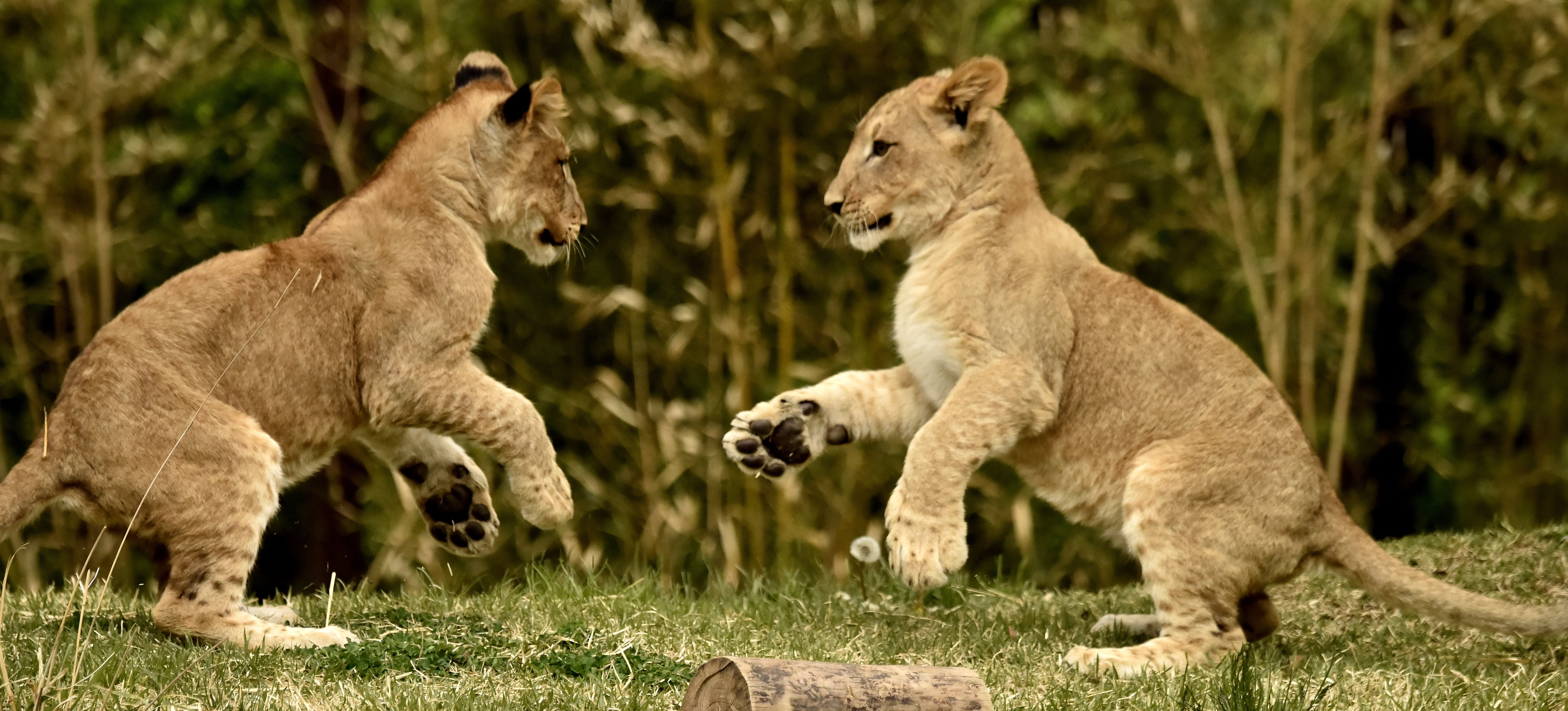 What Do Lion Cubs Like to Do Best? Play! | Cincinnati Zoo Blog