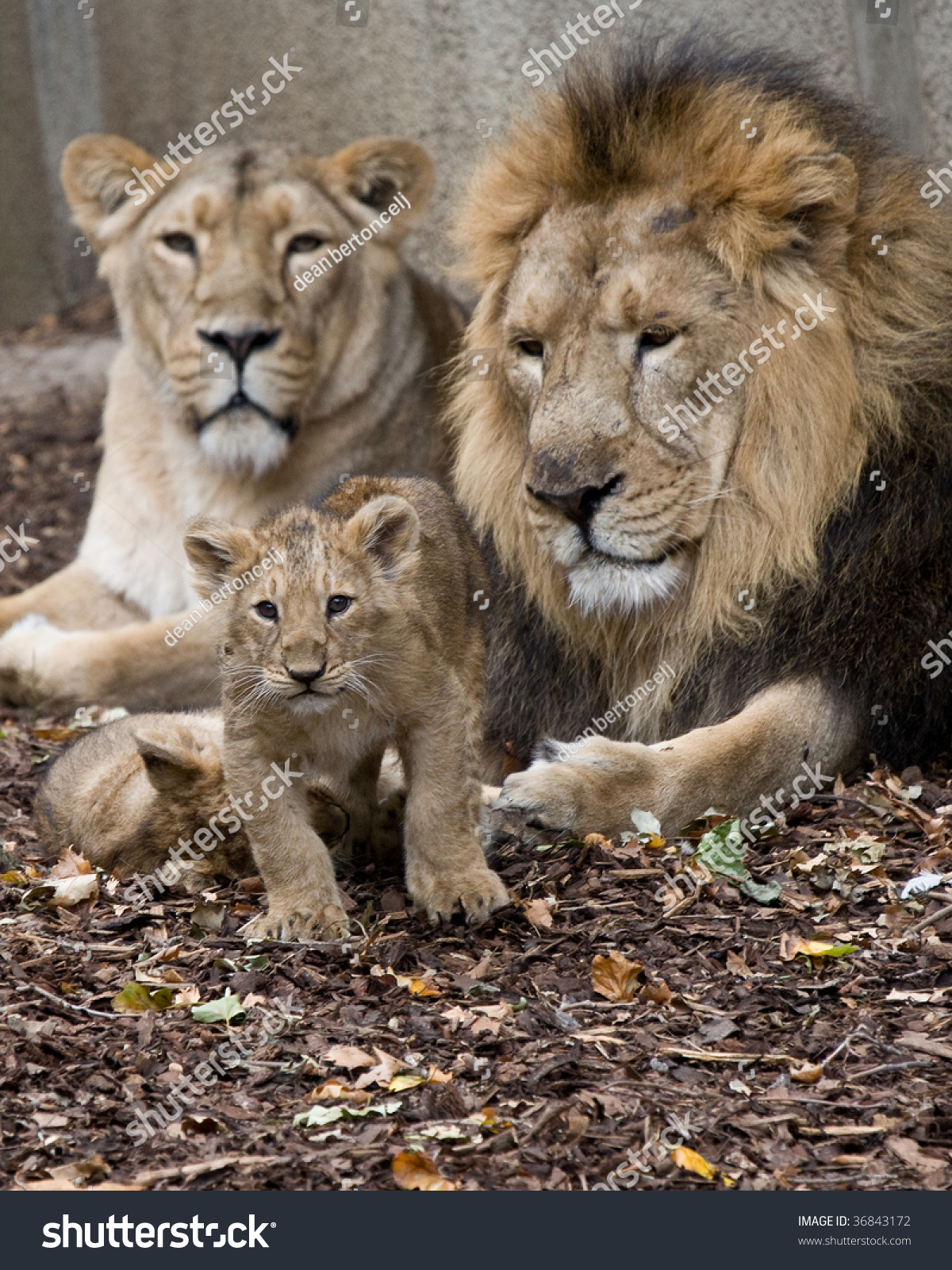 Family Lions Stock Photo & Image (Royalty-Free) 36843172 - Shutterstock