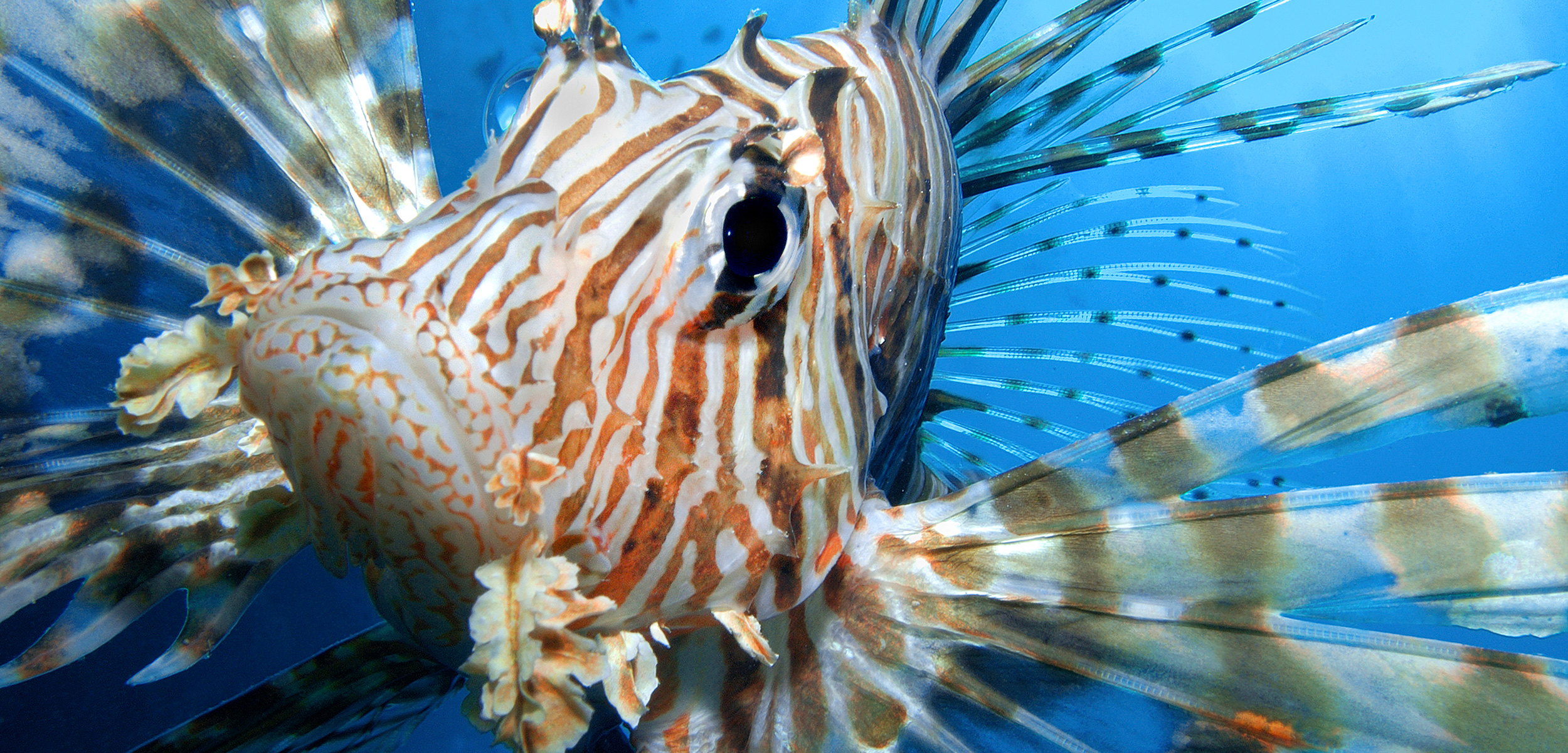 Invasive Lionfish May Be Superfish Hybrids | Hakai Magazine