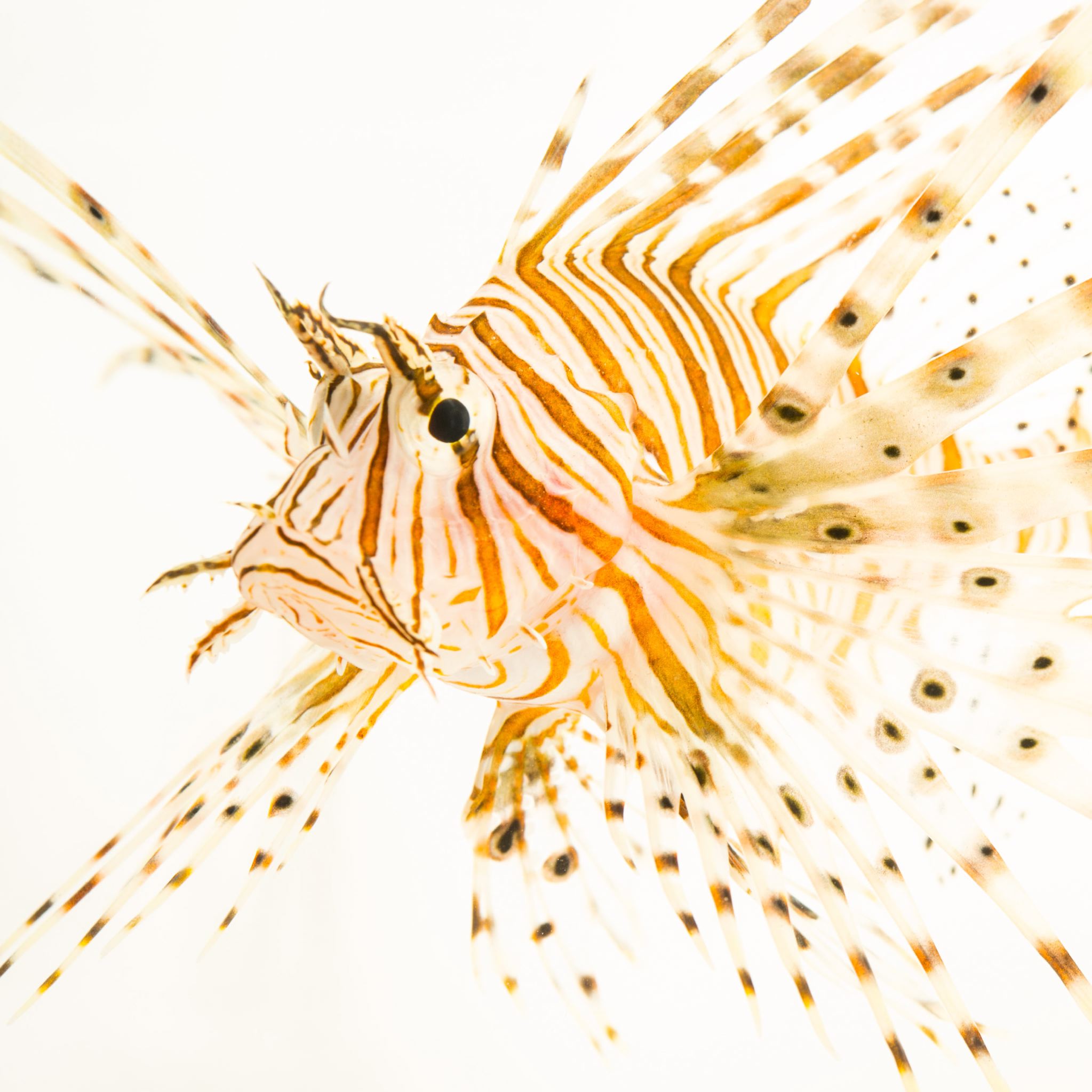 Red Lionfish | National Geographic