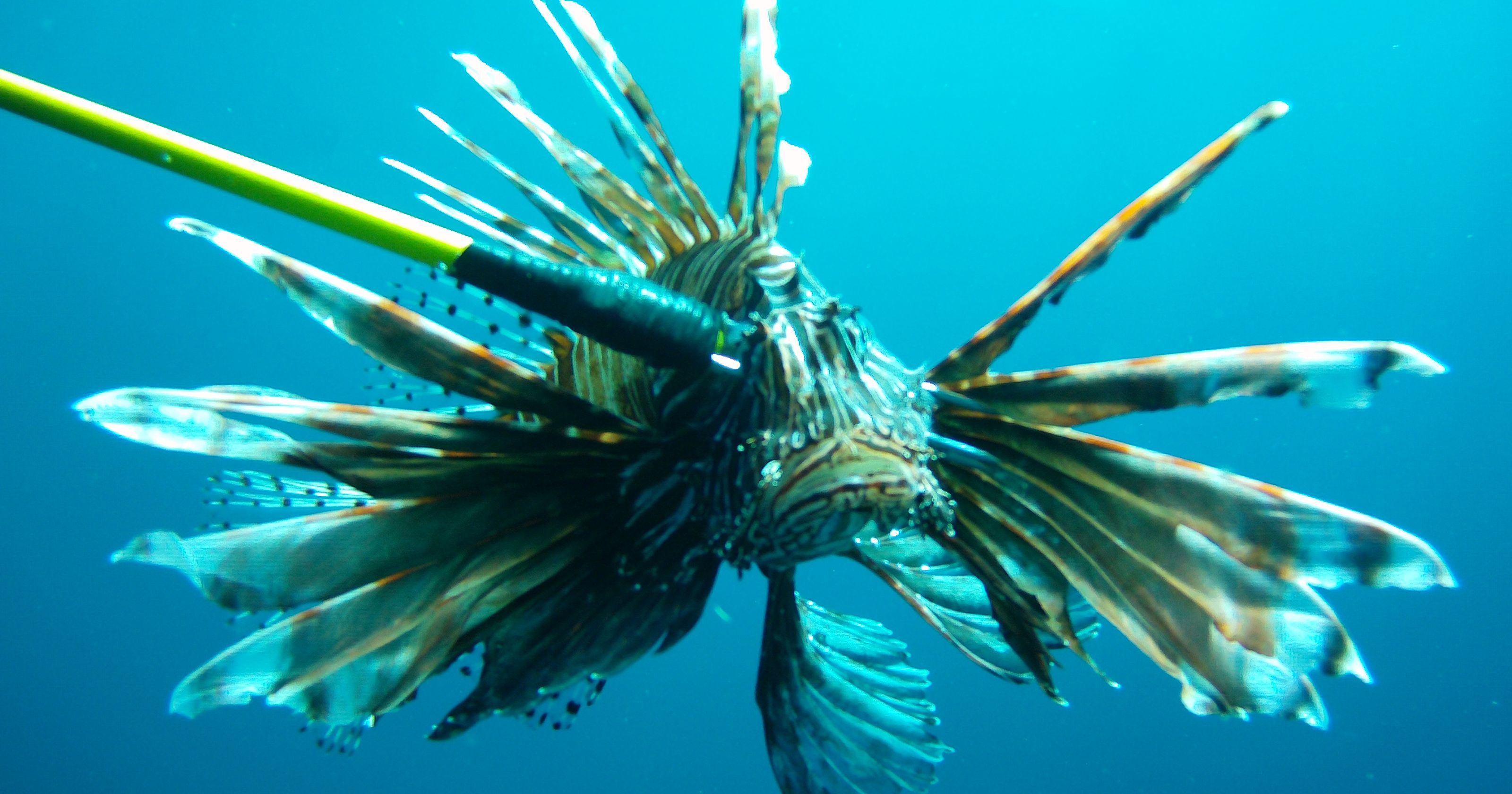 Lionfish invasion spreads to Pensacola rivers, strengthens mission