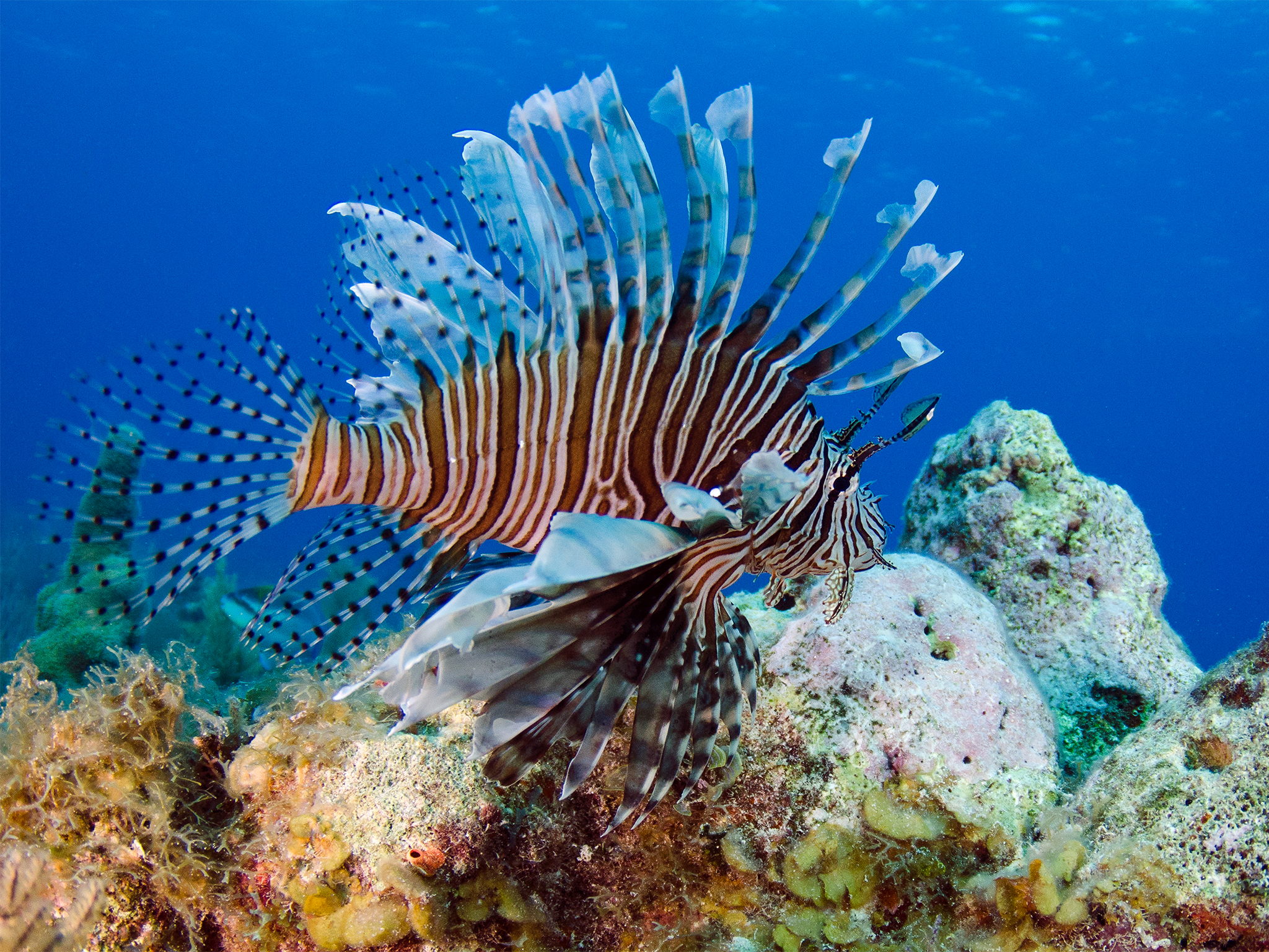 Lionfish Flare Their Fins to Hunt Together – National Geographic Blog
