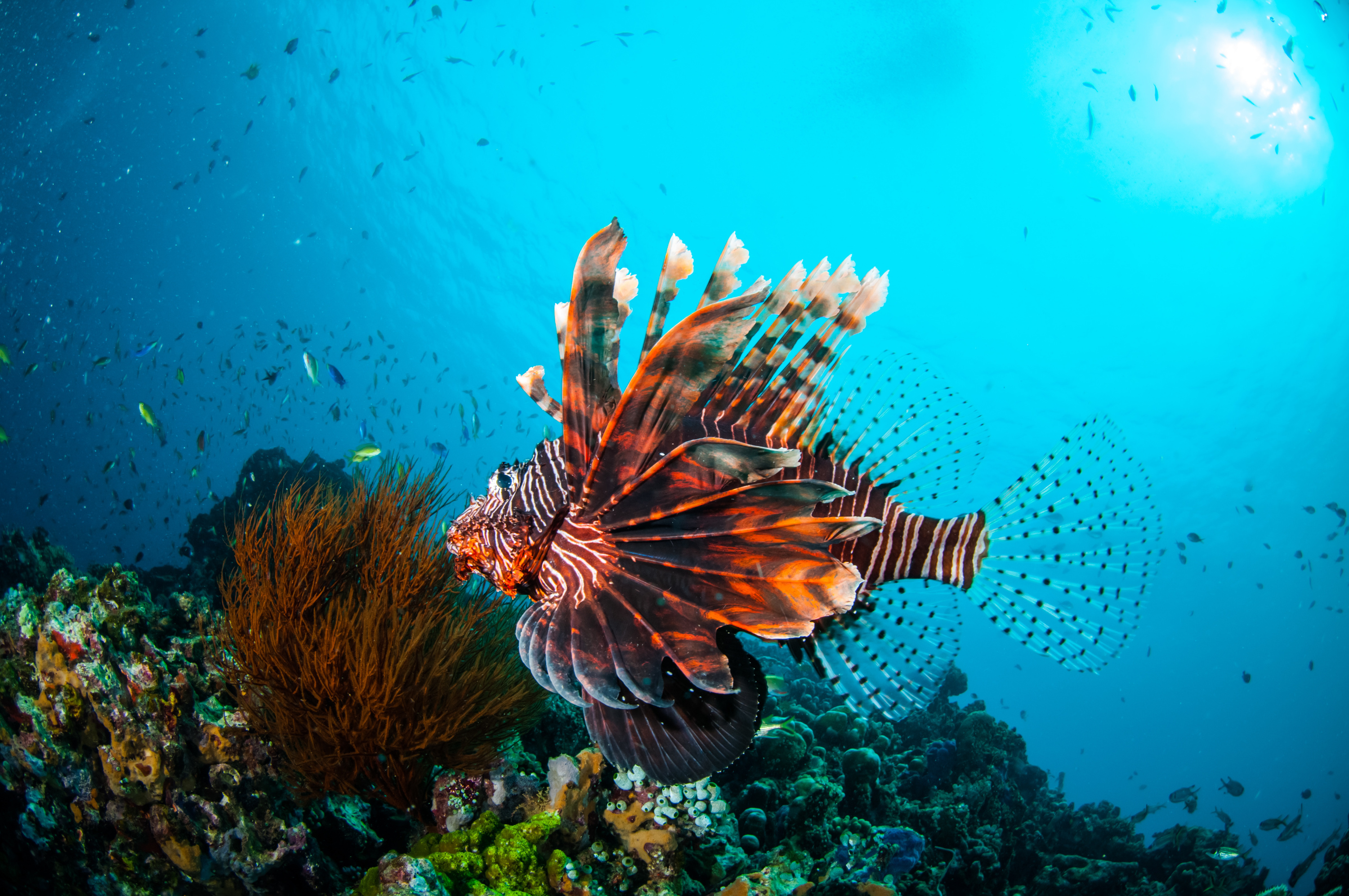 Lionfish Culling in the Cayman Islands • Scuba Diver Life