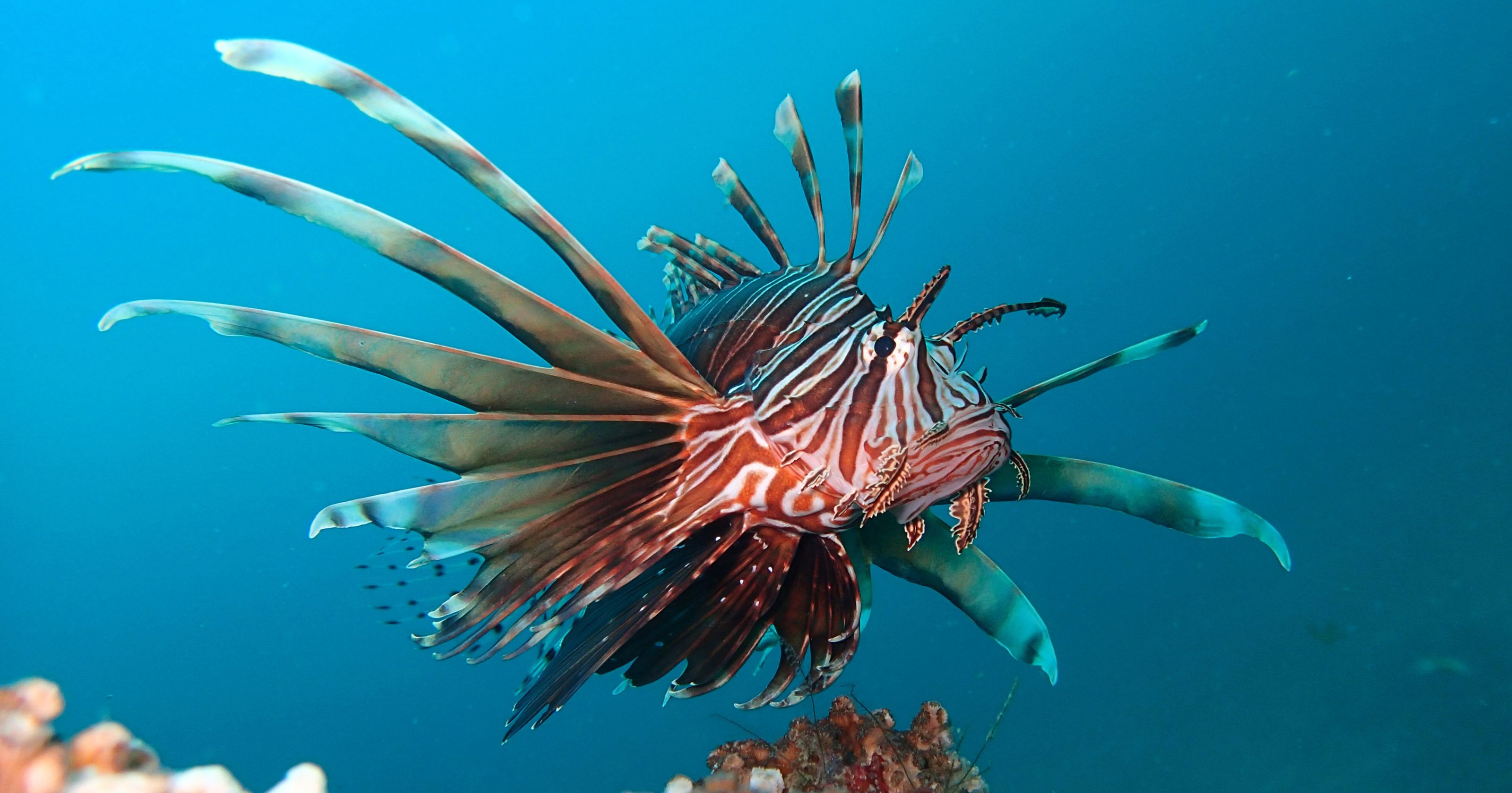 Pensacola divers hope to cut restrictions on out-of-state lionfish sales