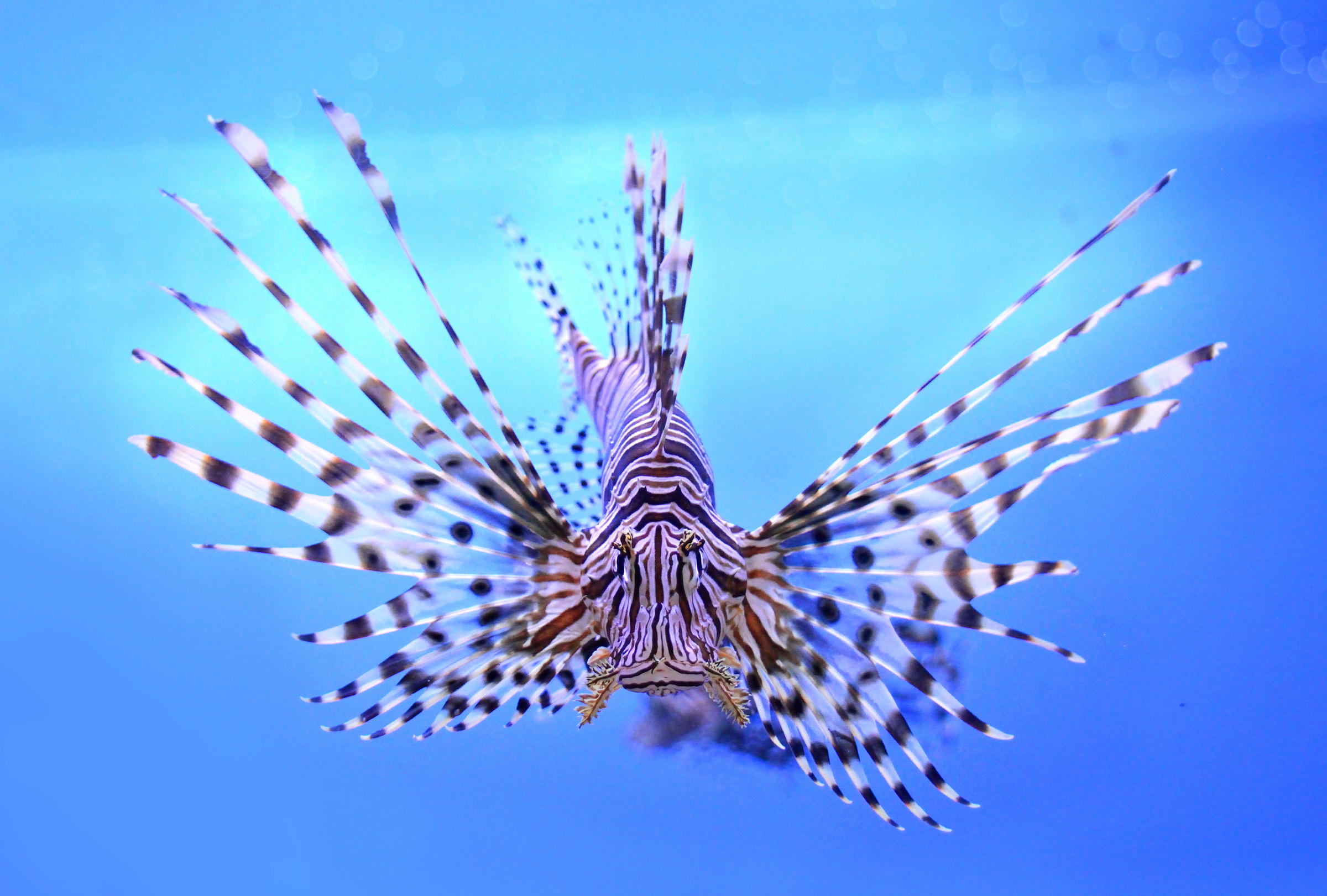 Who Wants To Eat Lionfish? A New UWF Course Centers On Marketing ...