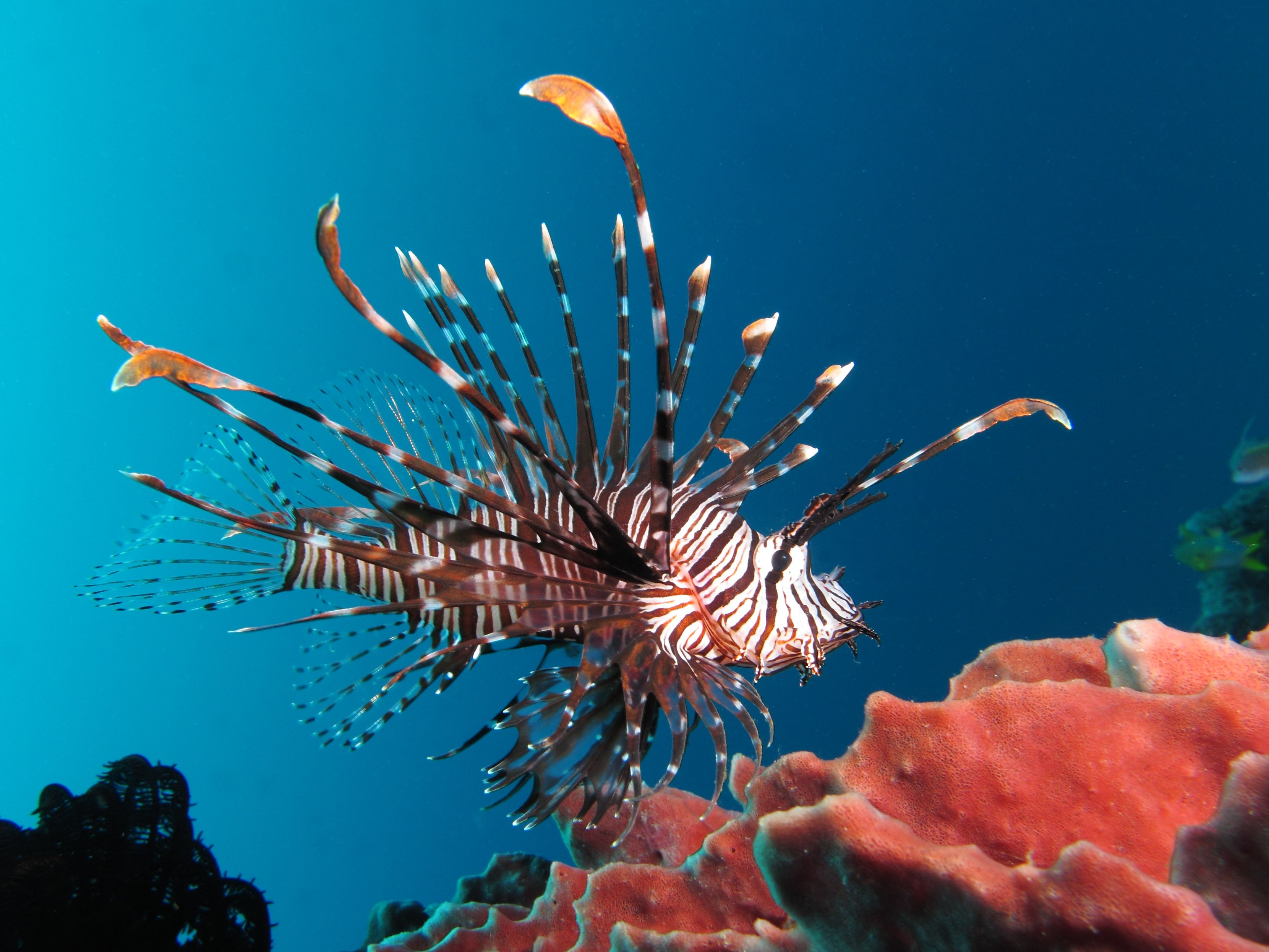 Watch A Guy Shoot Invasive Lionfish With A Glock 9mm